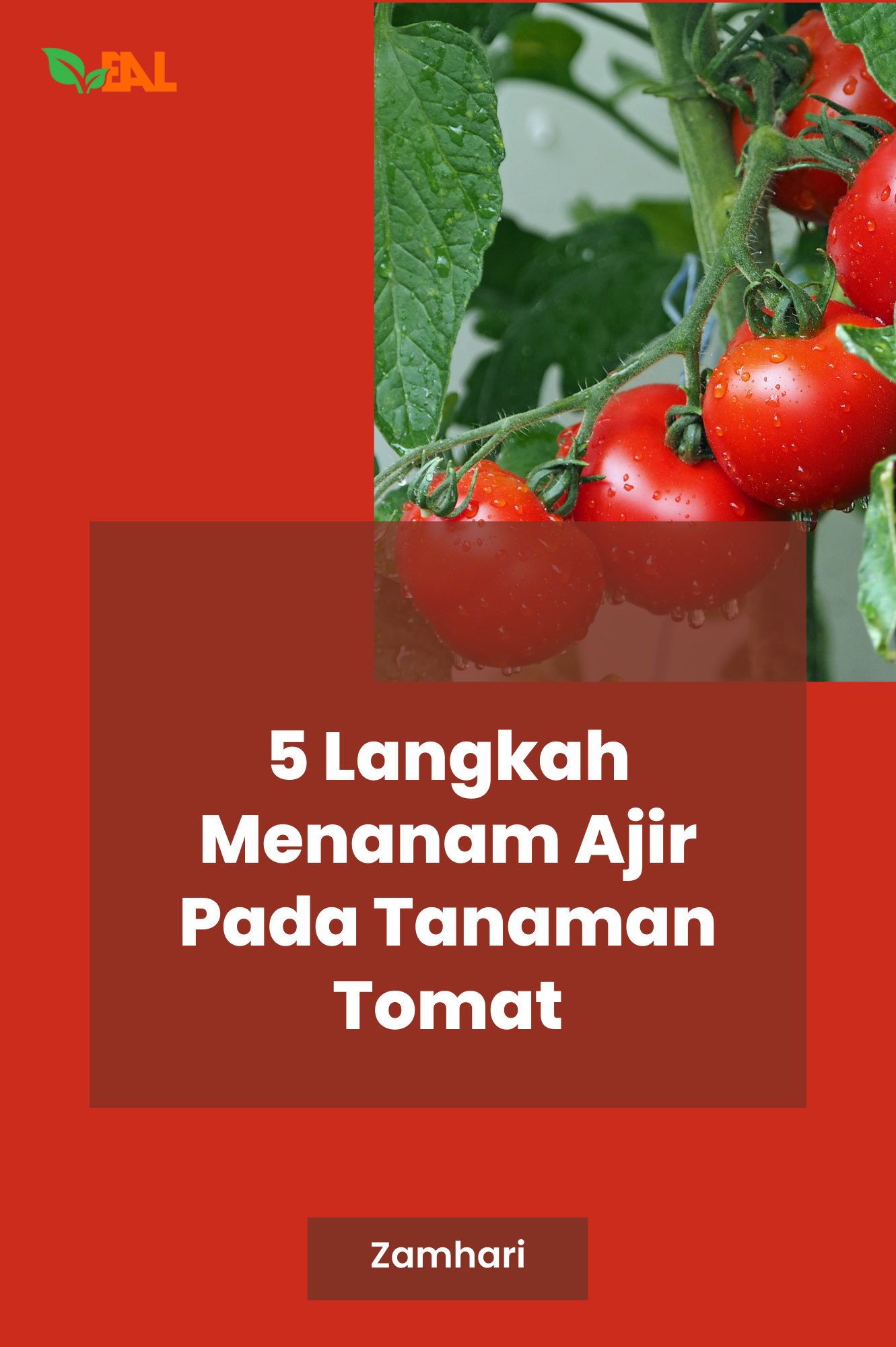 5 Langkah Menanam Ajir pada Tanaman Tomat