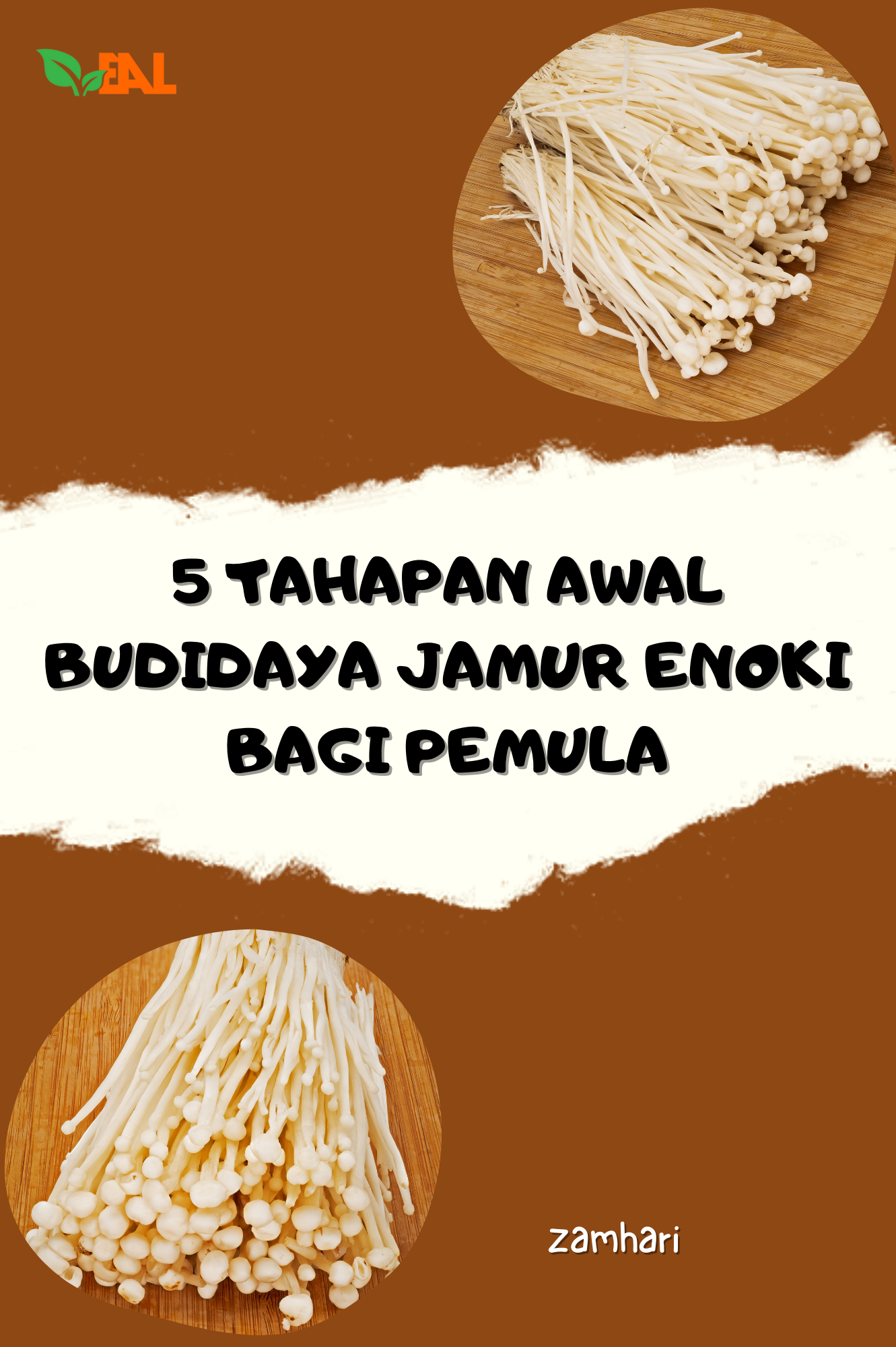 5 Tahapan Awal Budidaya Jamur Enoki Bagi Pemula