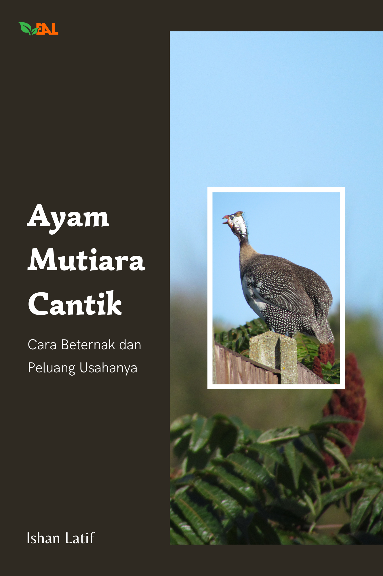 Ayam Mutiara Cantik: Cara Beternak dan Peluang Usahanya