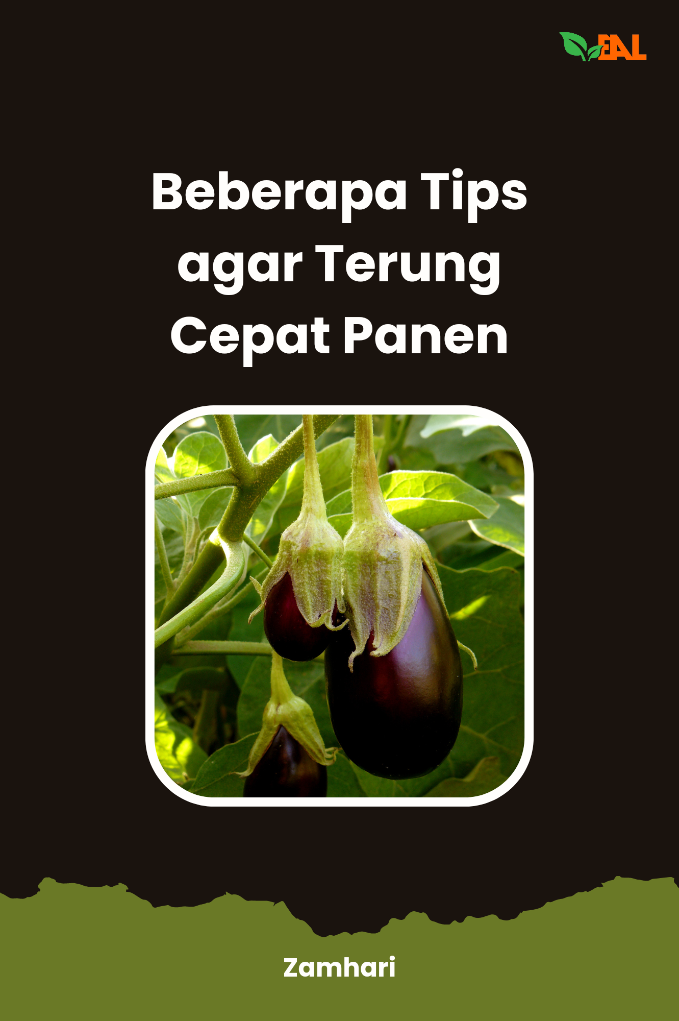 Beberapa Tips Agar Terung Cepat Panen