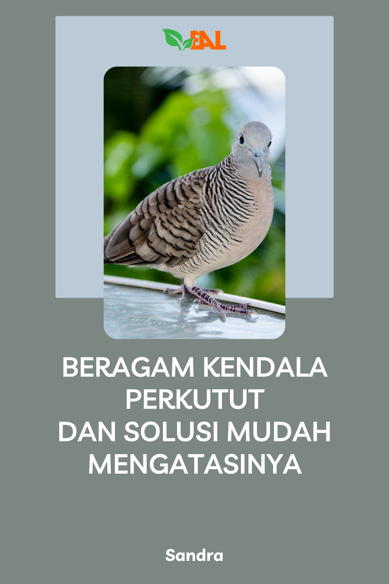 Beragam Kendala Perkutut dan Solusi Mudah Mengatasinya