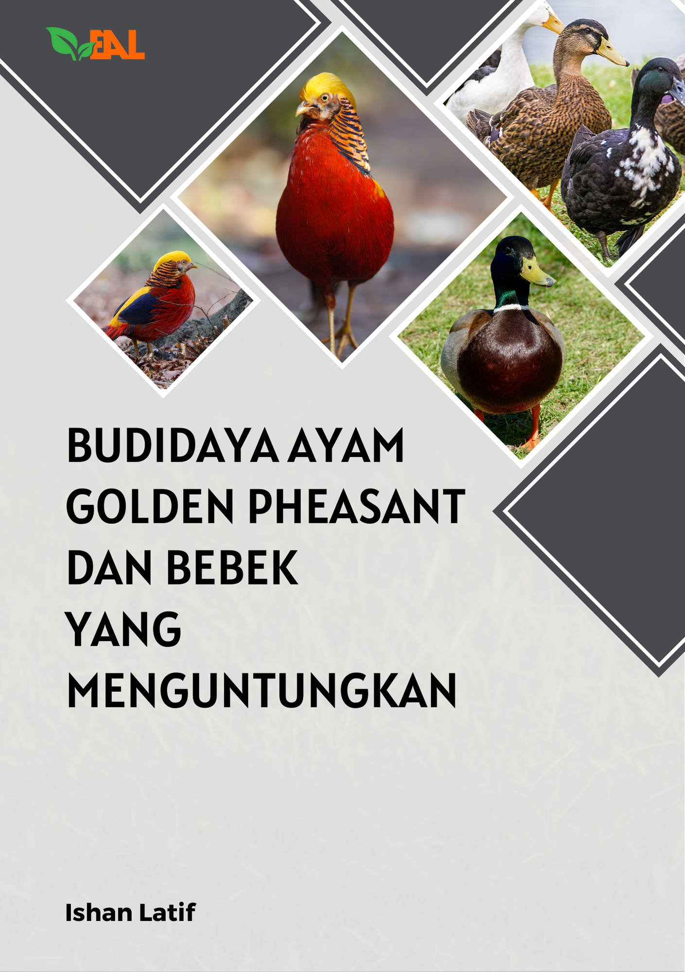 Budidaya Ayam Golden Pheasant dan Bebek yang Menguntungkan