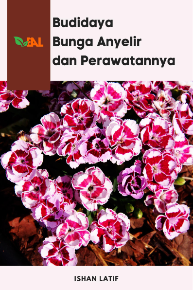 Budidaya Bunga Anyelir dan Perawatannya