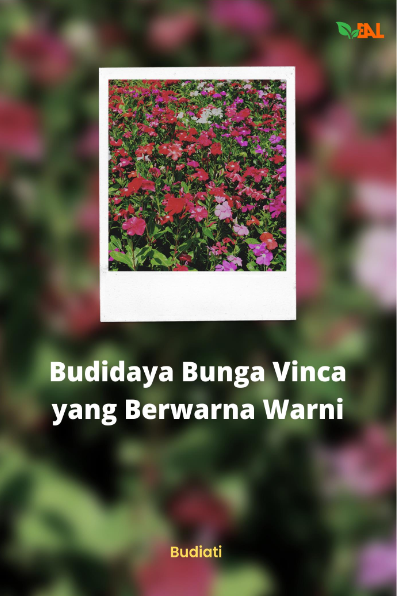 Budidaya Bunga Vinca yang Berwarna Warni