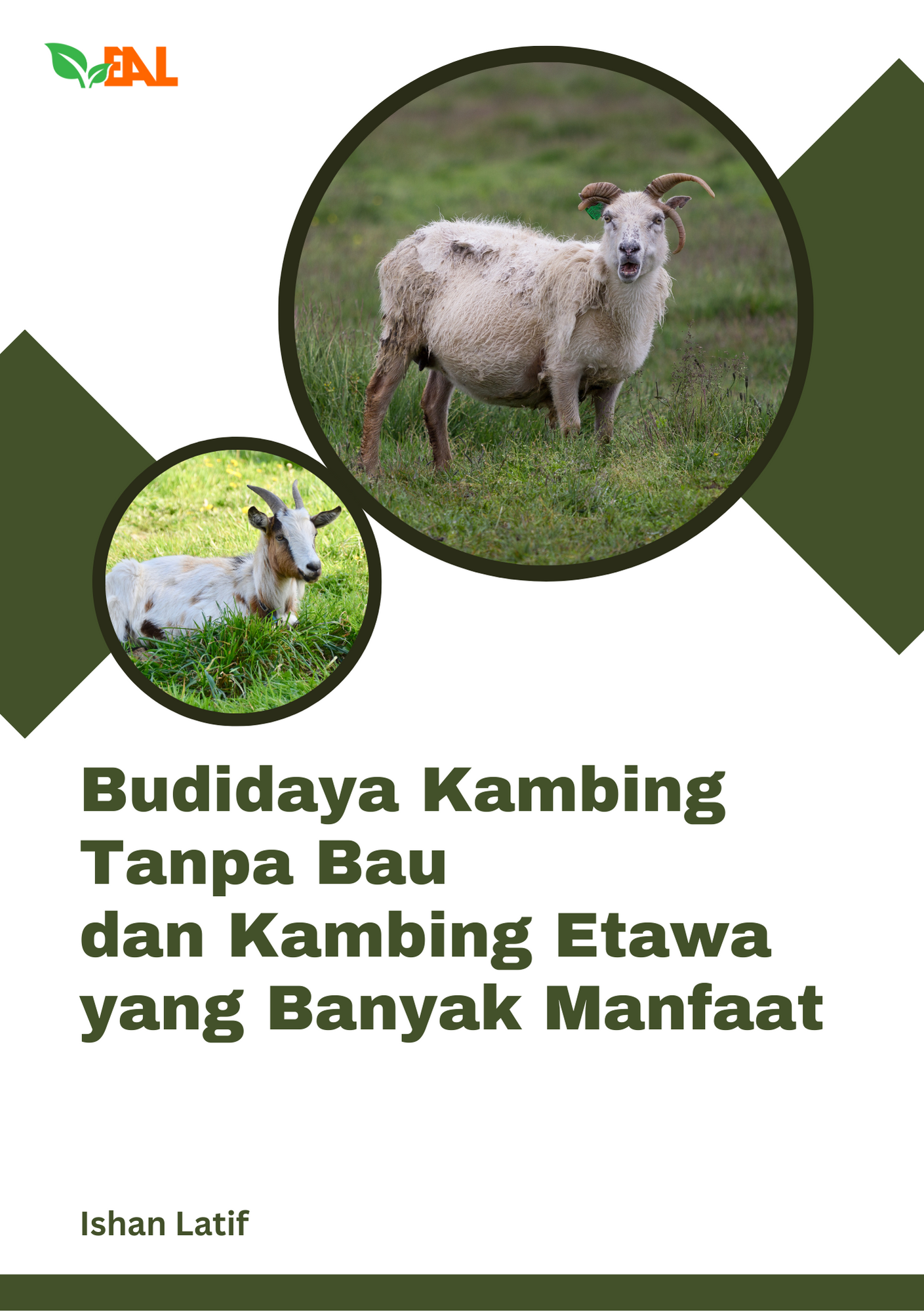 Budidaya Kambing Tanpa Bau dan Kambing Etawa yang Banyak Manfaat