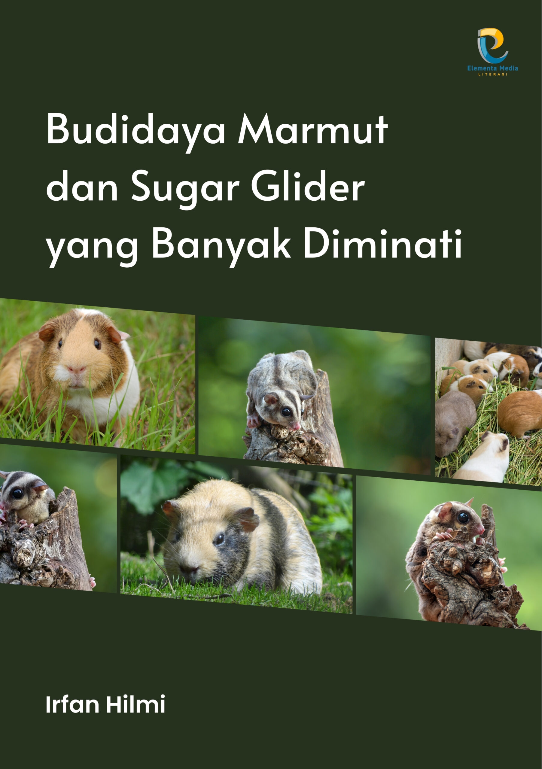 Budidaya Marmut dan Sugar Glider yang Banyak Diminati