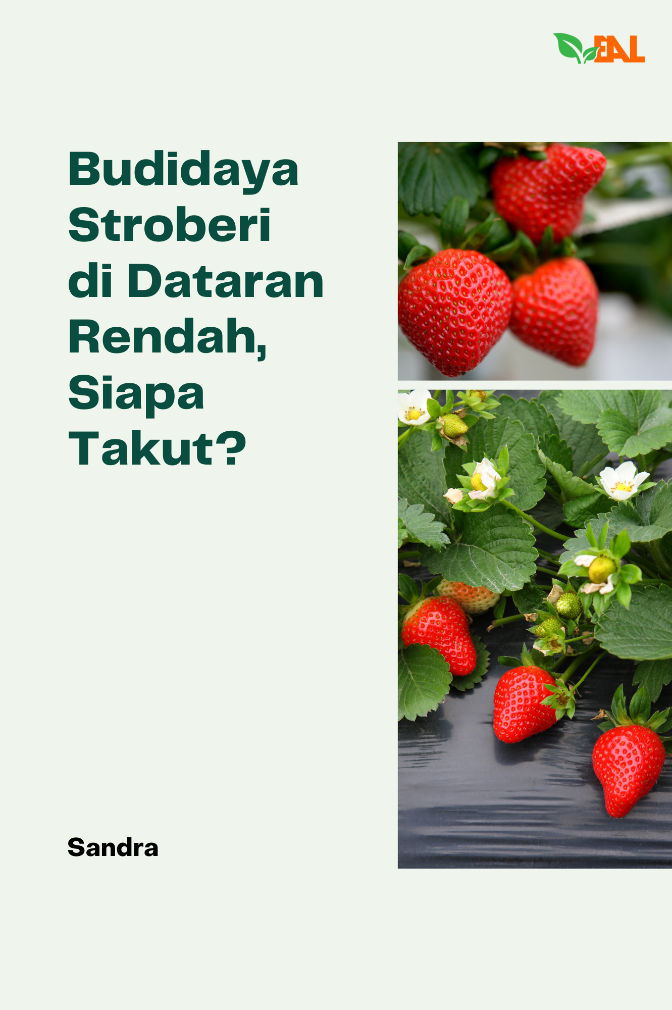 Budidaya Stroberi di Dataran Rendah, Siapa Takut?
