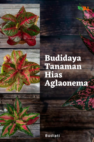 Budidaya Tanaman Hias Aglaonema