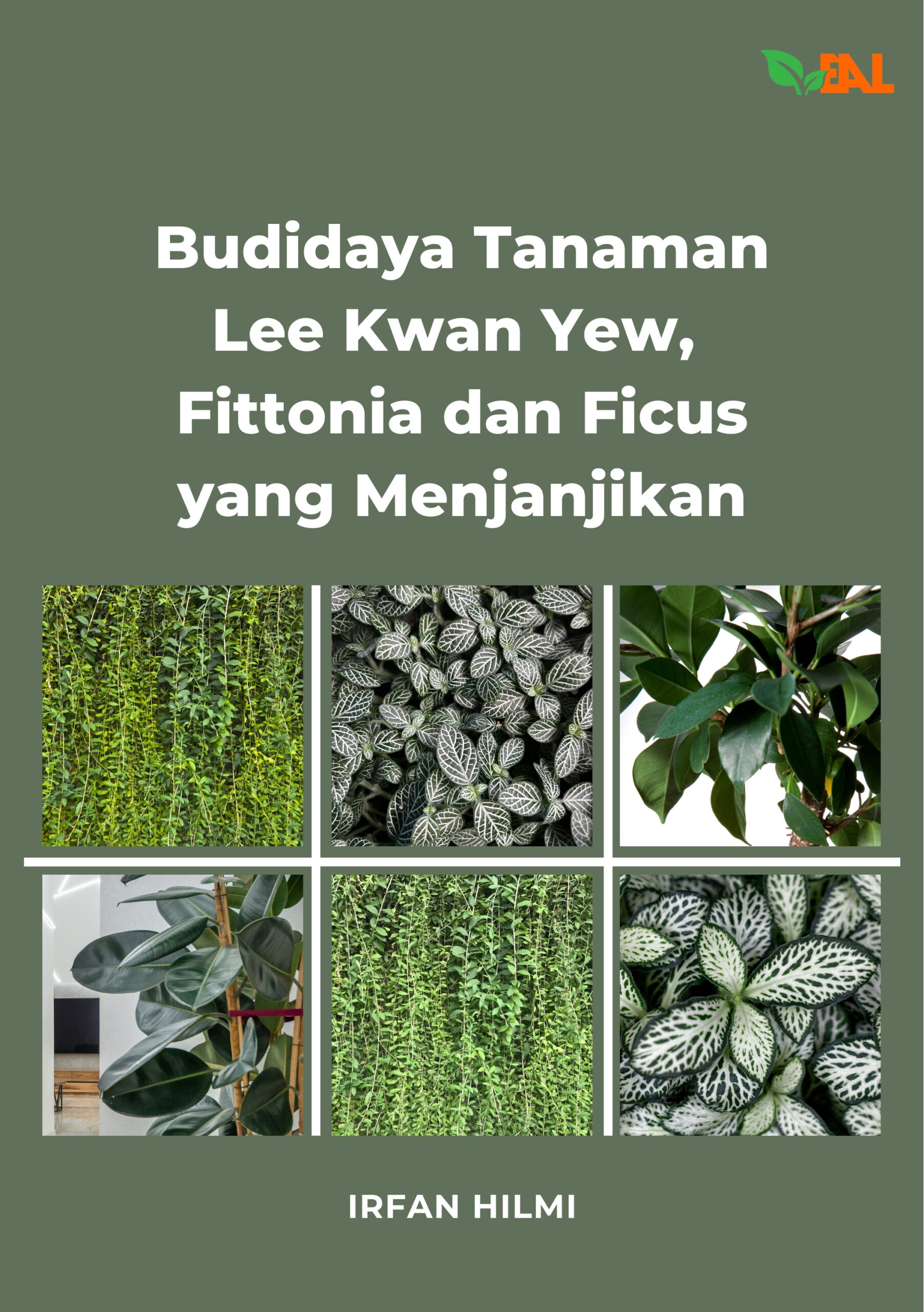 Budidaya Tanaman Lee Kwan Yew, Fittonia dan Ficus yang Menjanjikan