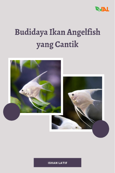 Budidaya Ikan Angelfish yang Cantik