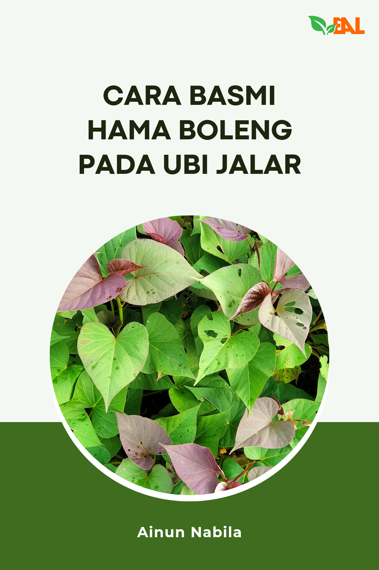 Cara Basmi Hama Boleng pada Ubi Jalar