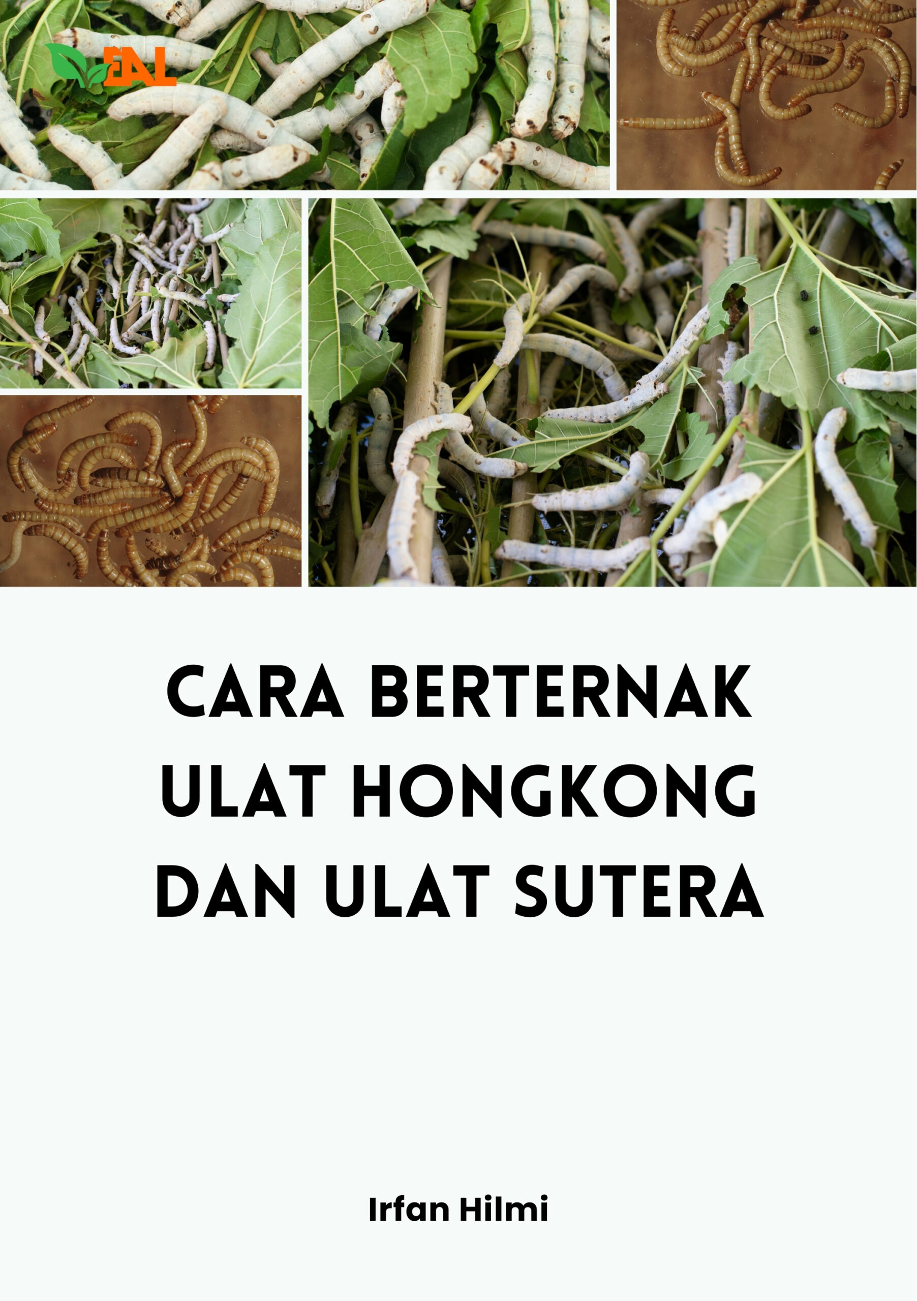 Cara Berternak Ulat Hongkong dan Ulat Sutera