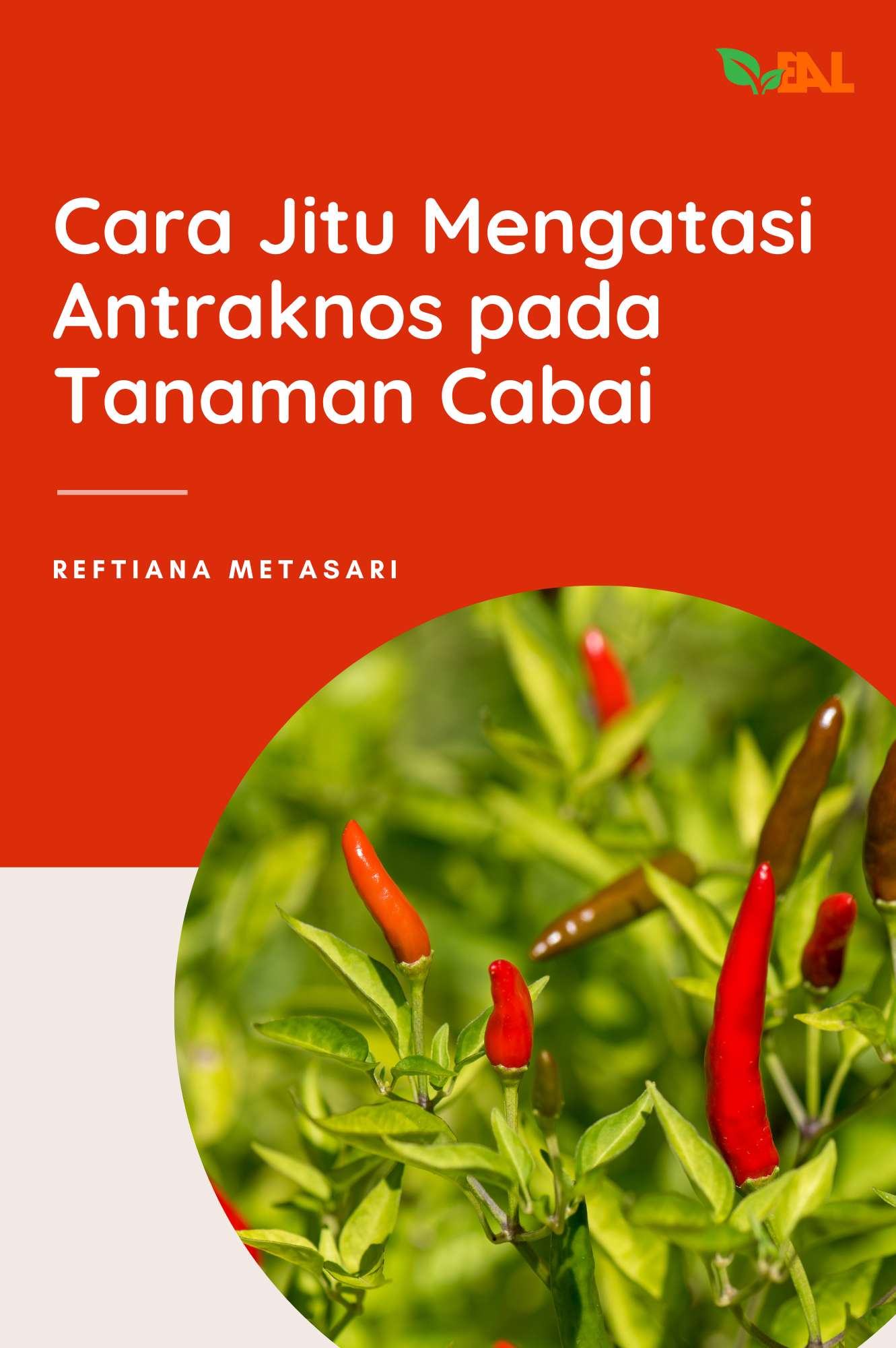 Cara Jitu Mengatasi Antraknos pada Tanaman Cabai