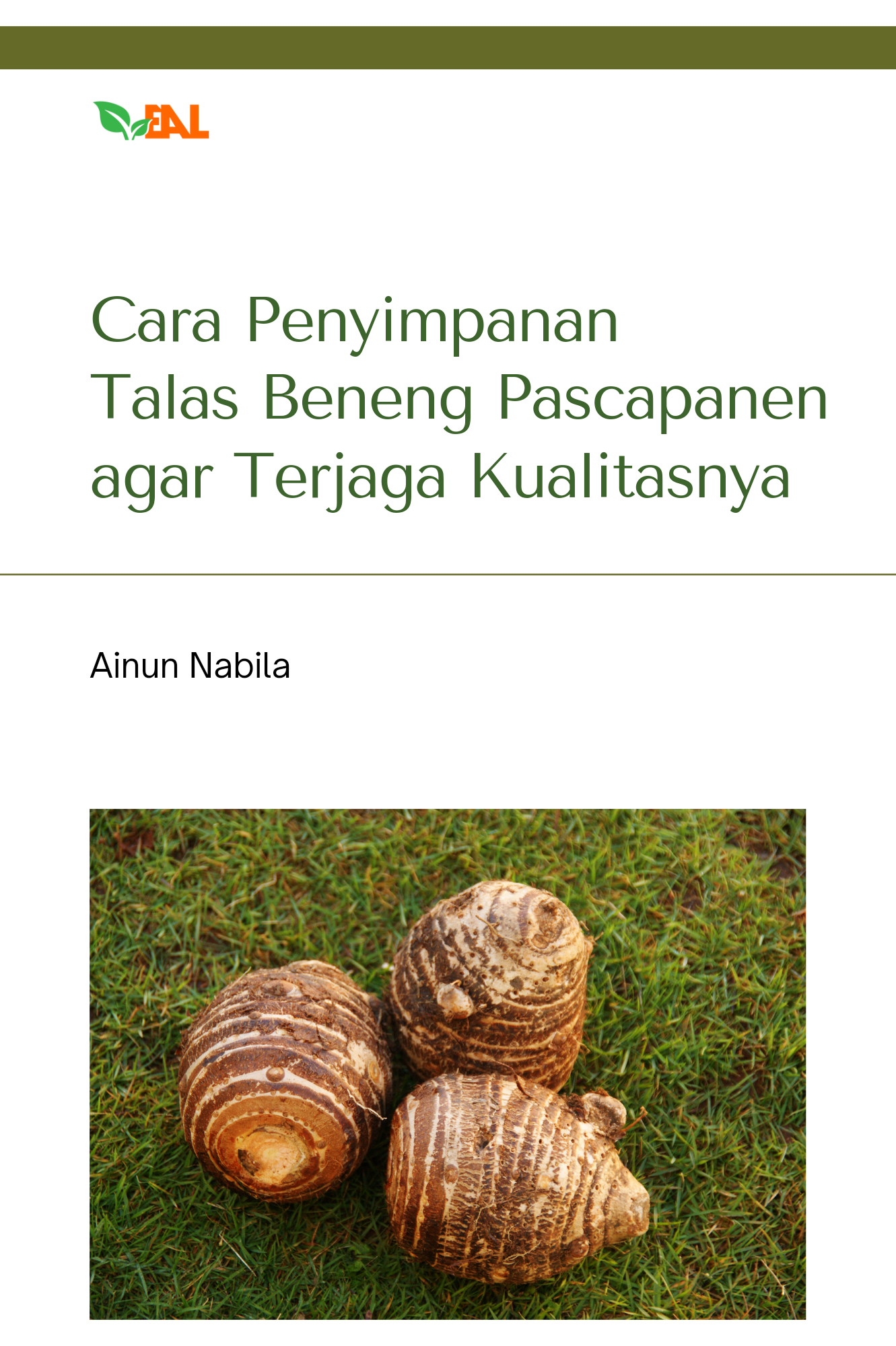 Cara Penyimpanan Talas Beneng Pascapanen Agar Terjaga Kualitasnya