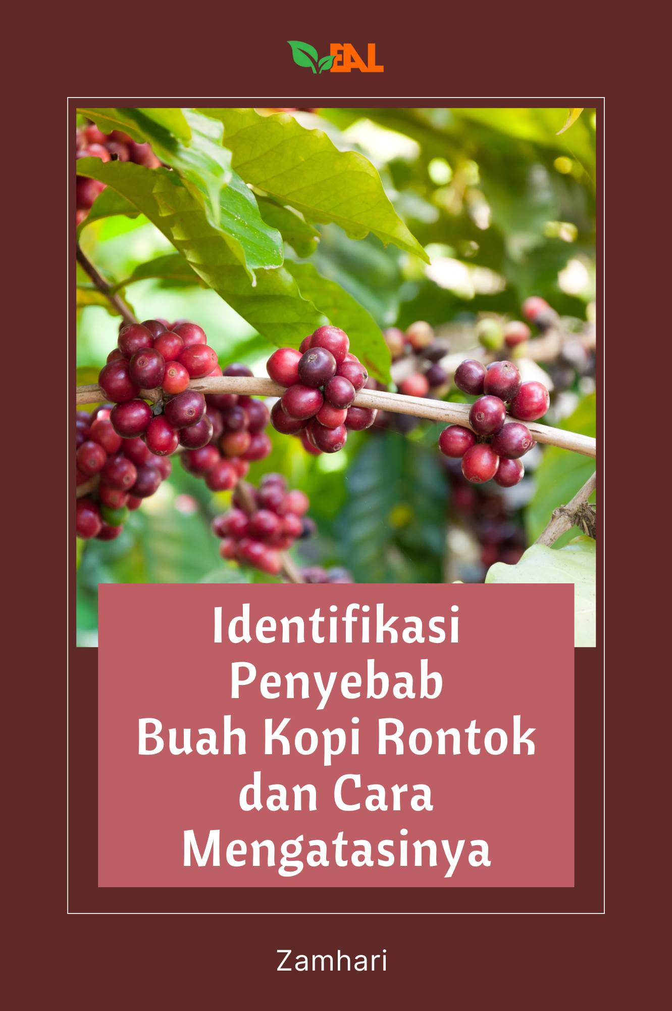 Identifikasi Penyebab Buah Kopi Rontok dan Cara Mengatasinya