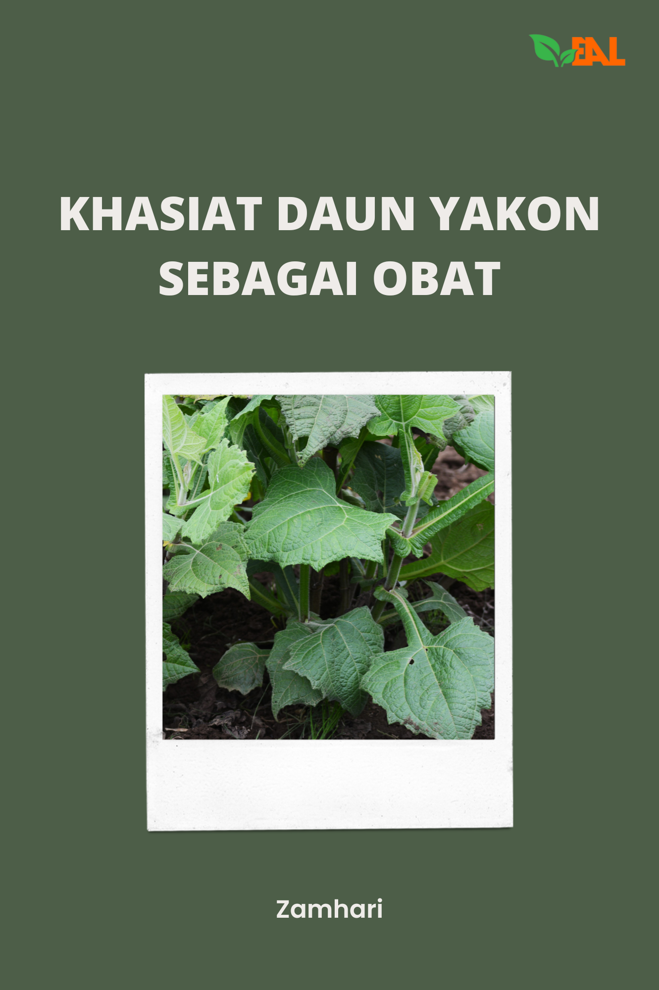 Khasiat Daun Yakon Sebagai Obat