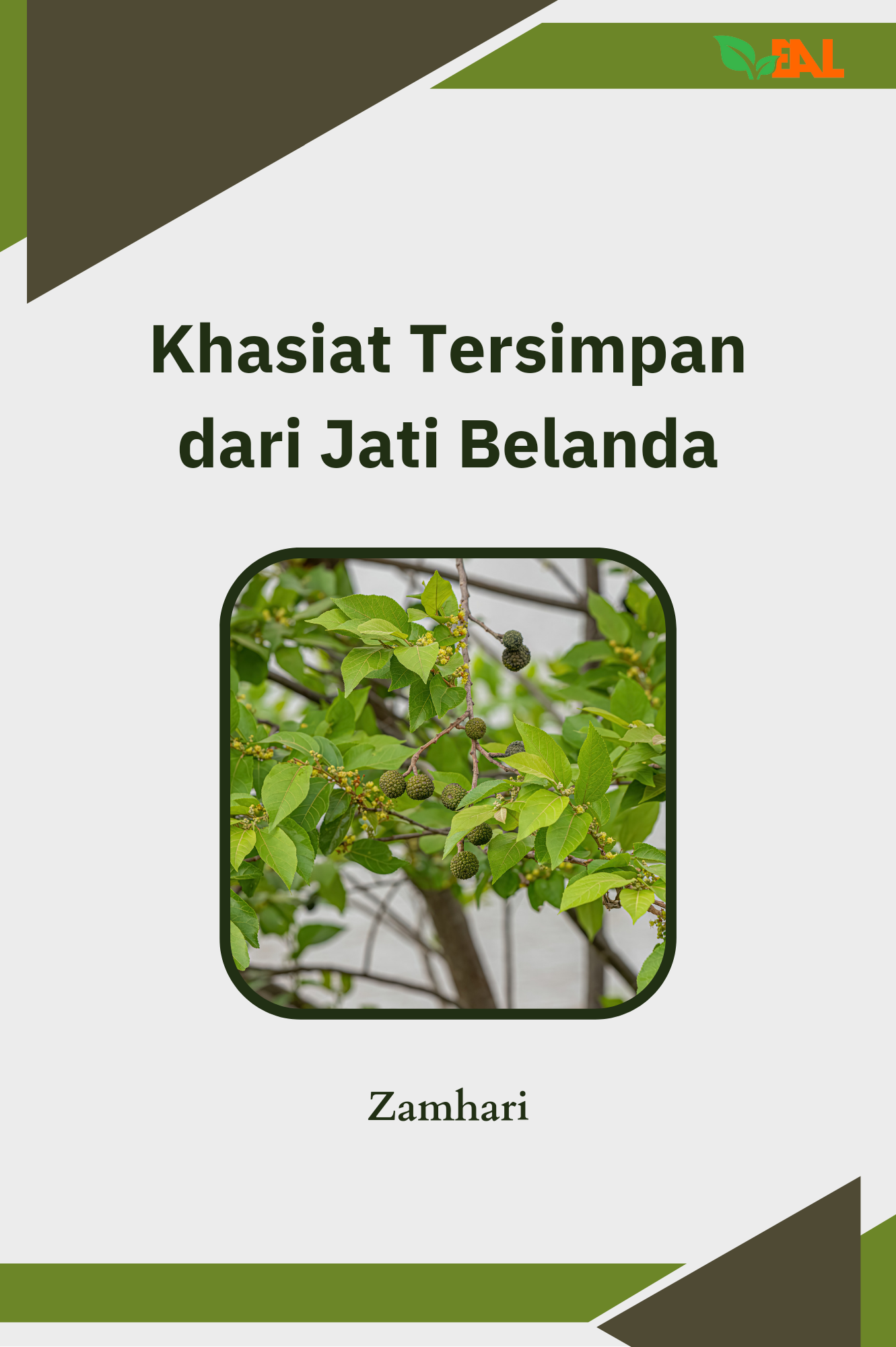 Khasiat Tersimpan dari Jati Belanda