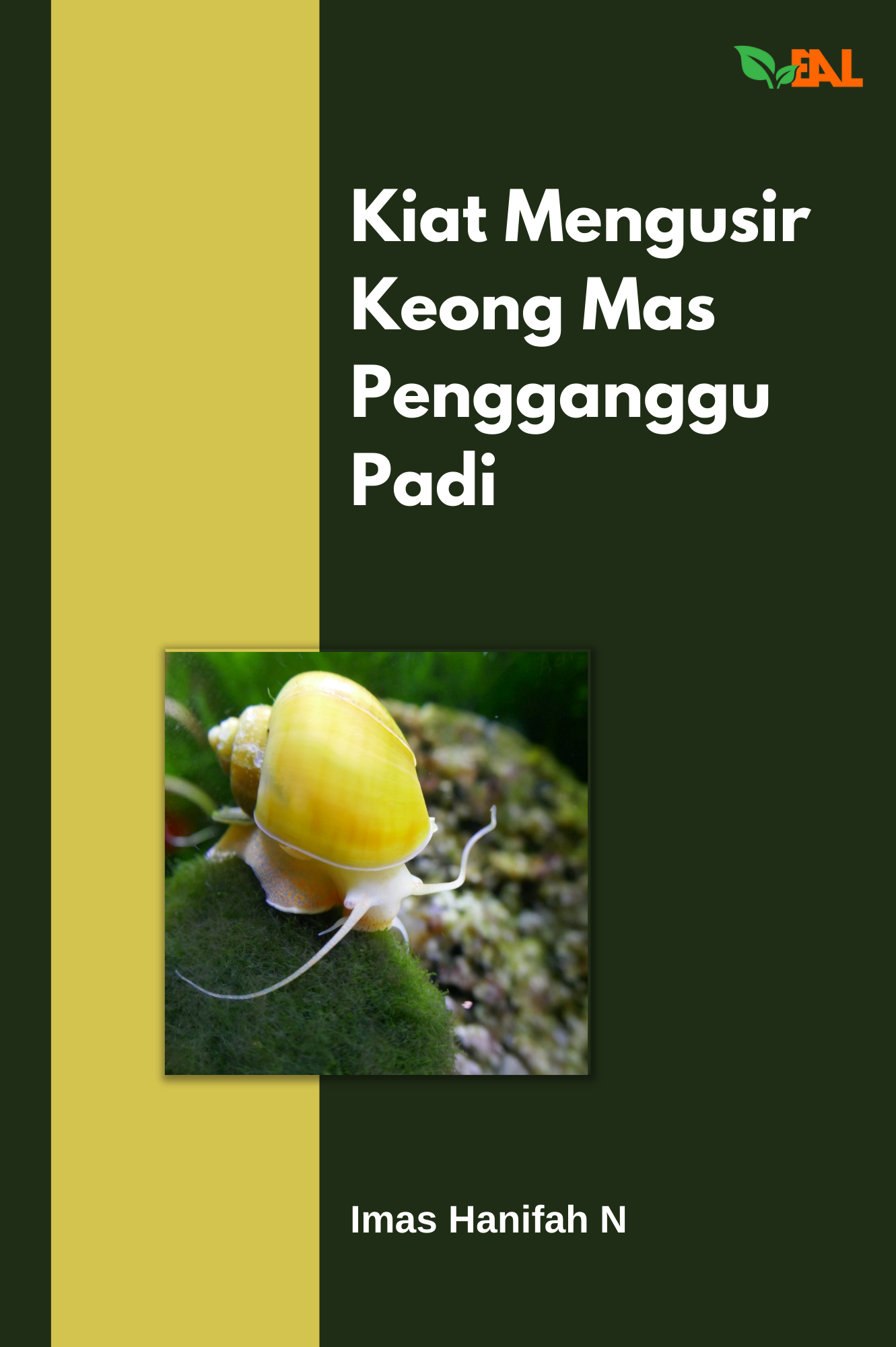 Kiat Mengusir Keong Mas Pengganggu Padi