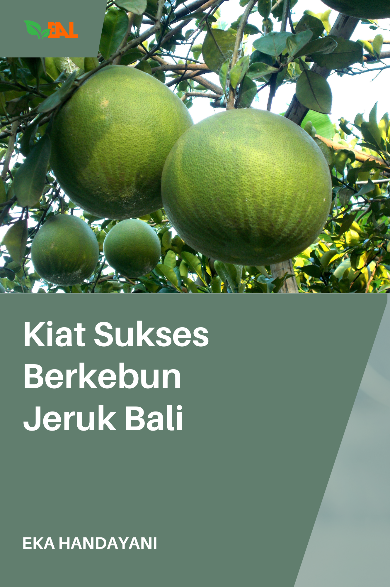 Kiat Sukses Berkebun Jeruk Bali