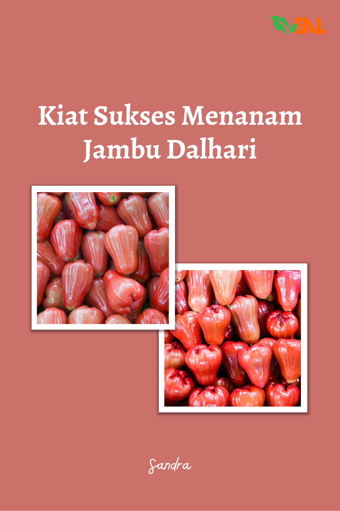 Kiat Sukses Menanam Jambu Dalhari