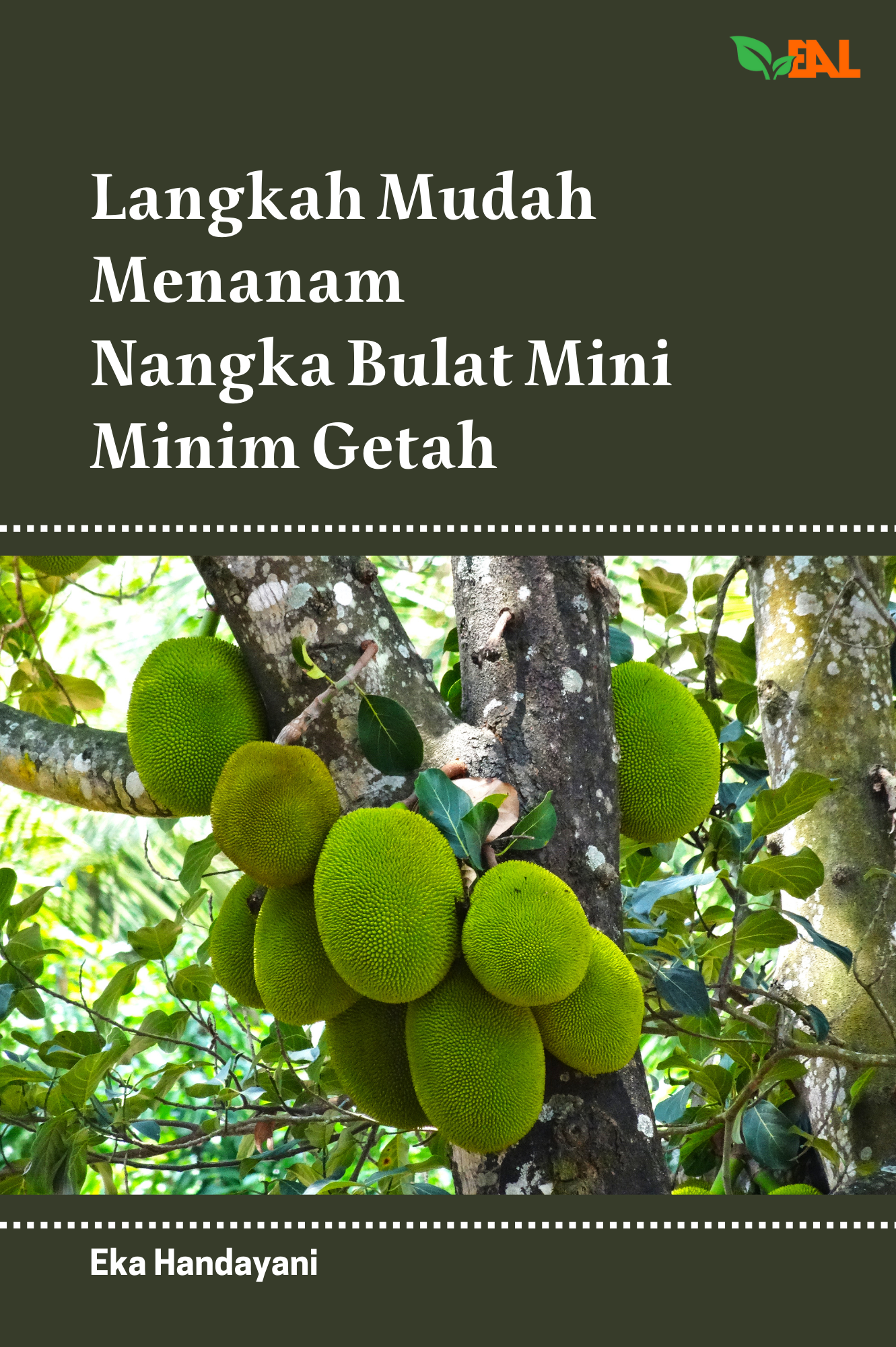 Langkah Mudah Menanam Nangka Bulat Mini Minim Getah