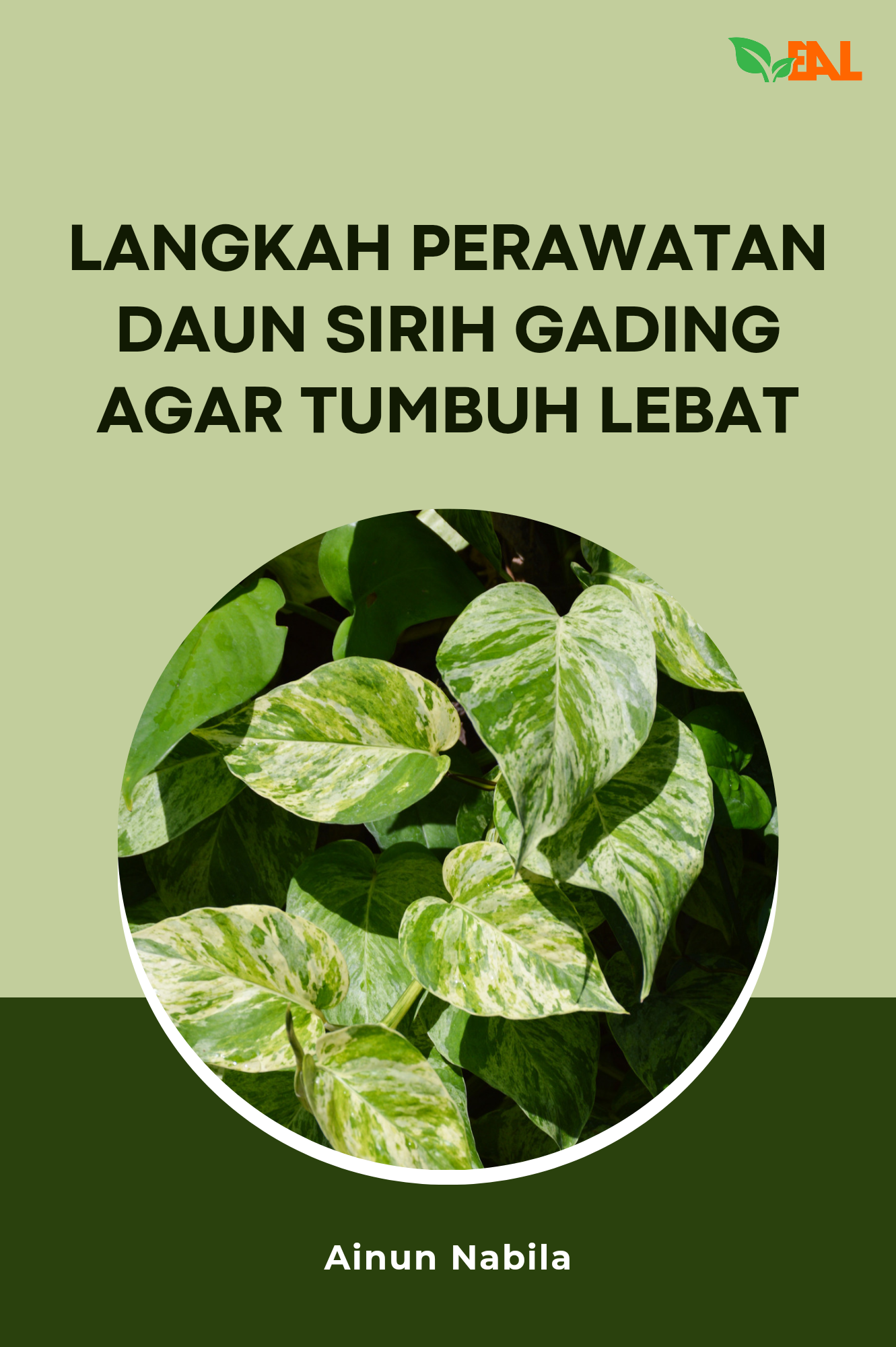 Langkah Perawatan Daun Sirih Gading Agar Tumbuh Lebat
