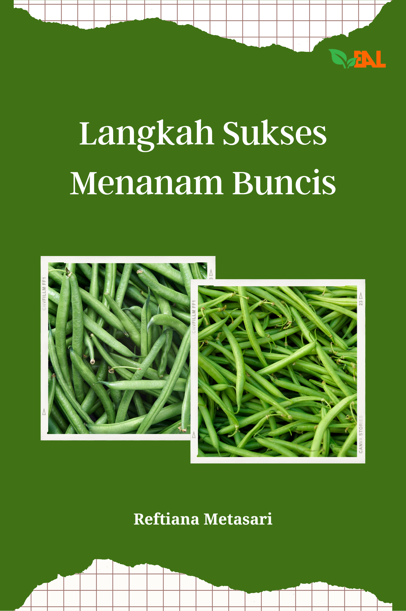 Langkah Sukses Menanam Buncis