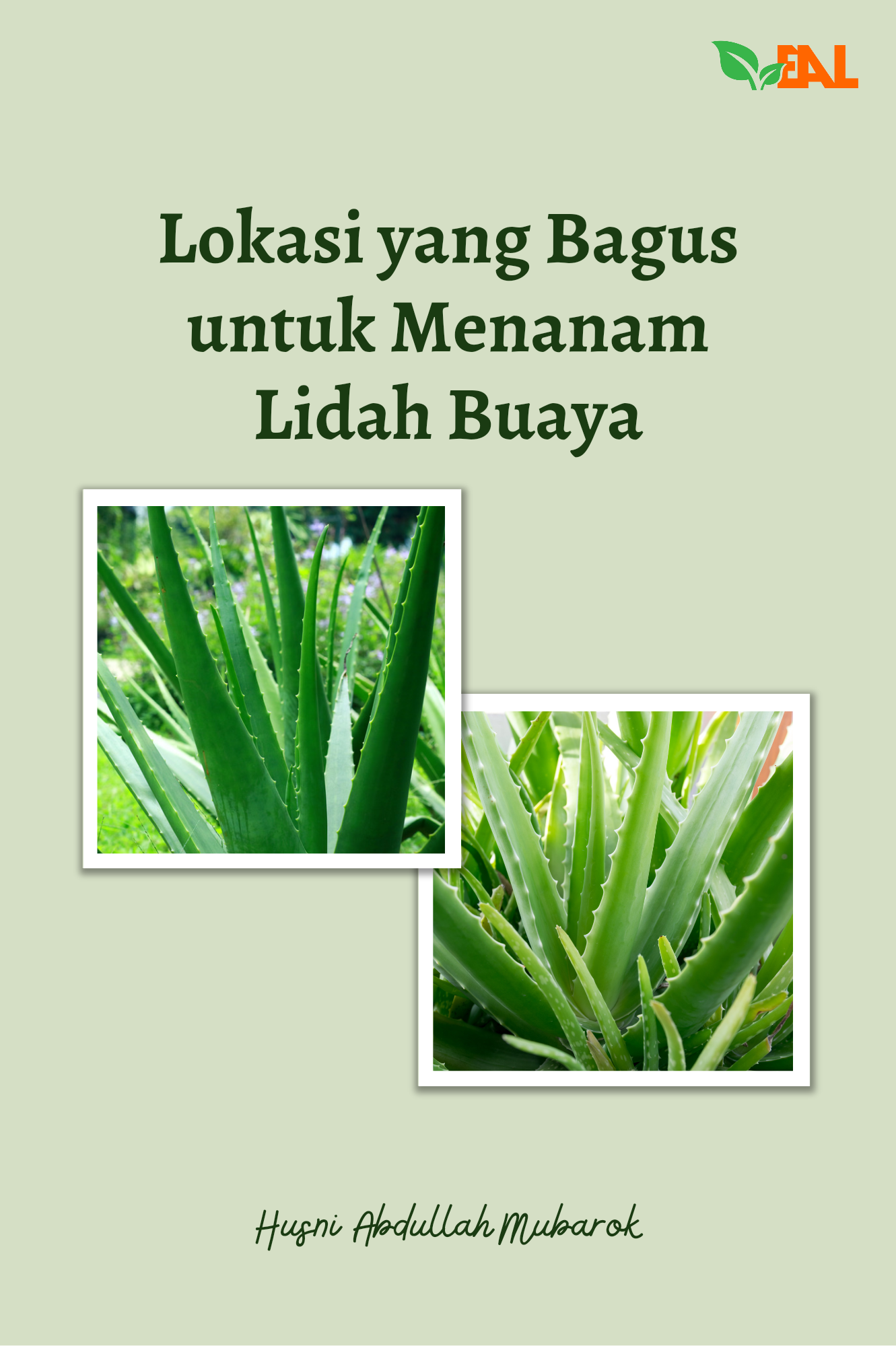 Lokasi yang Bagus untuk Menanam Lidah Buaya