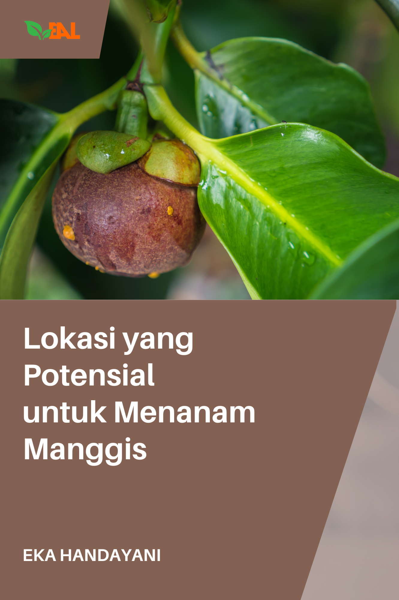 Lokasi yang Potensial untuk Menanam Manggis