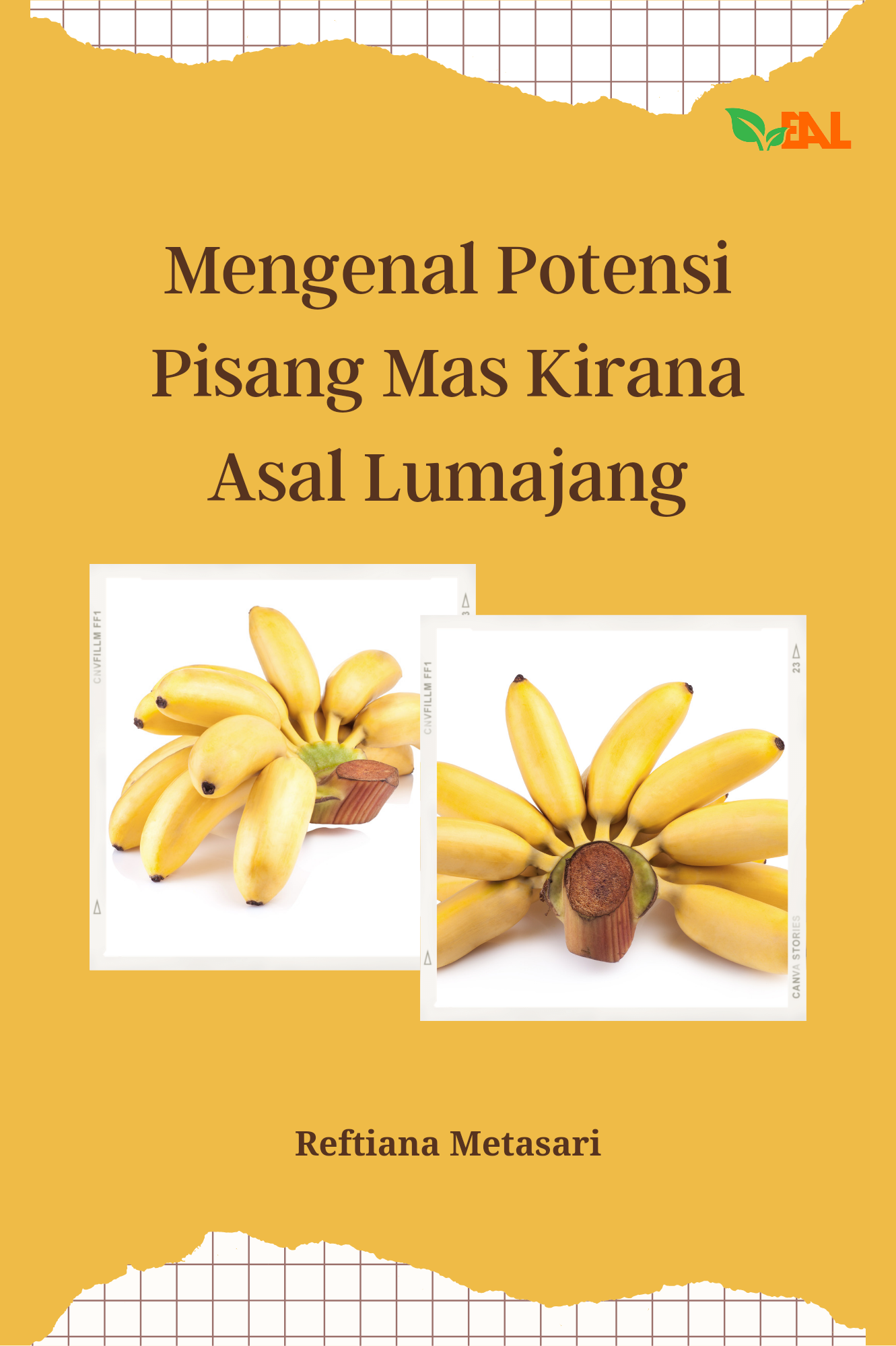 Mengenal Potensi Pisang Mas Kirana Asal Lumajang