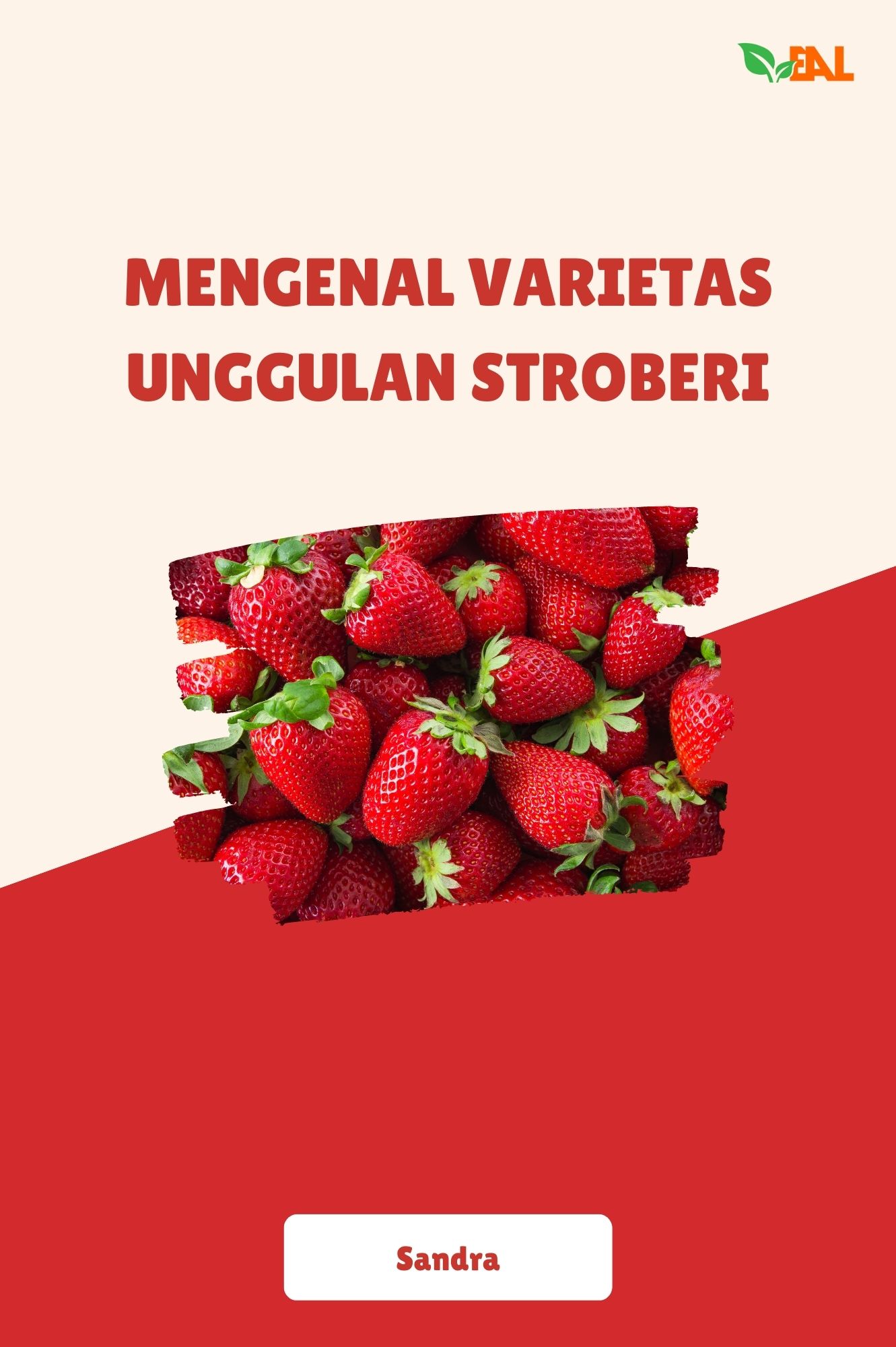 Mengenal Varietas Unggulan Stroberi