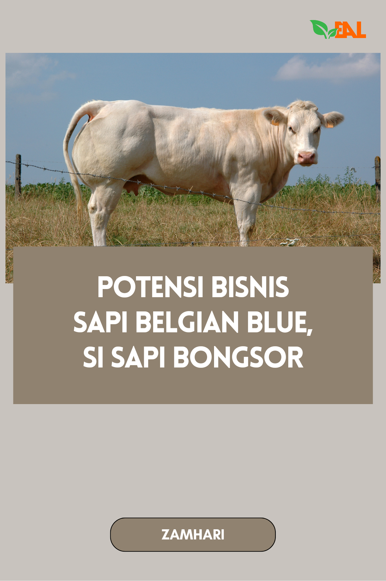 Potensi Bisnis Sapi Belgian Blue, Si Sapi Bongsor