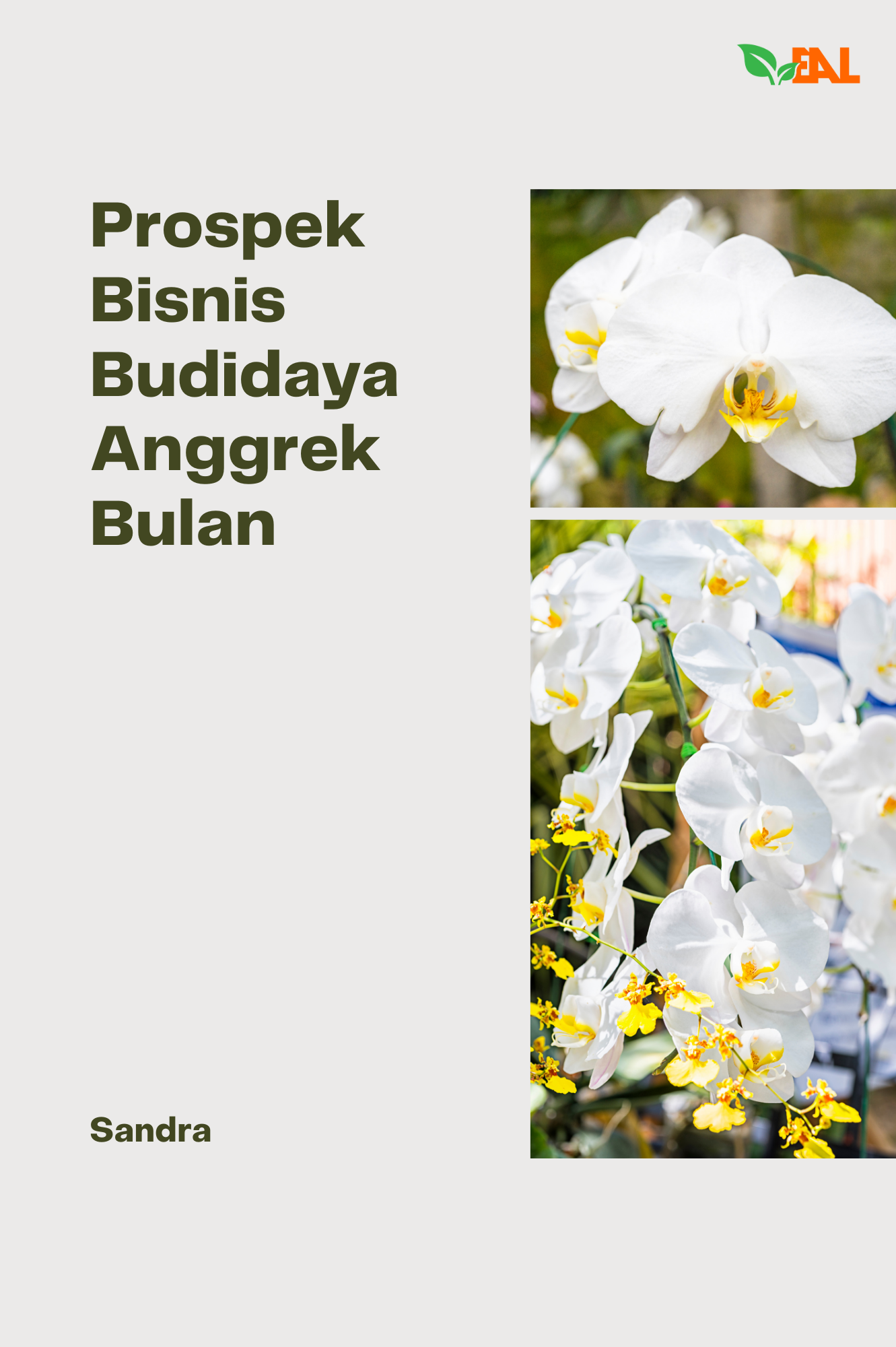 Prospek Bisnis Budidaya Anggrek Bulan