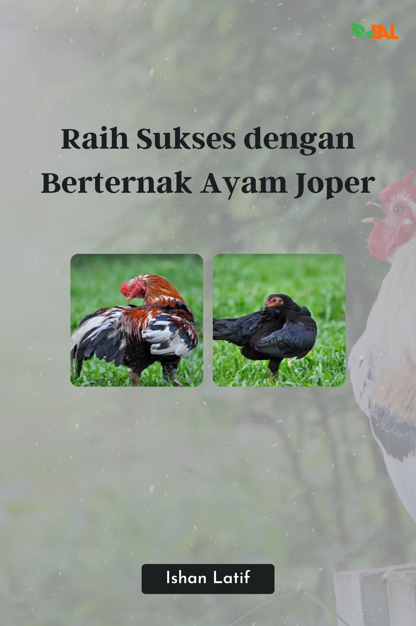 Raih Sukses dengan Berternak Ayam Joper