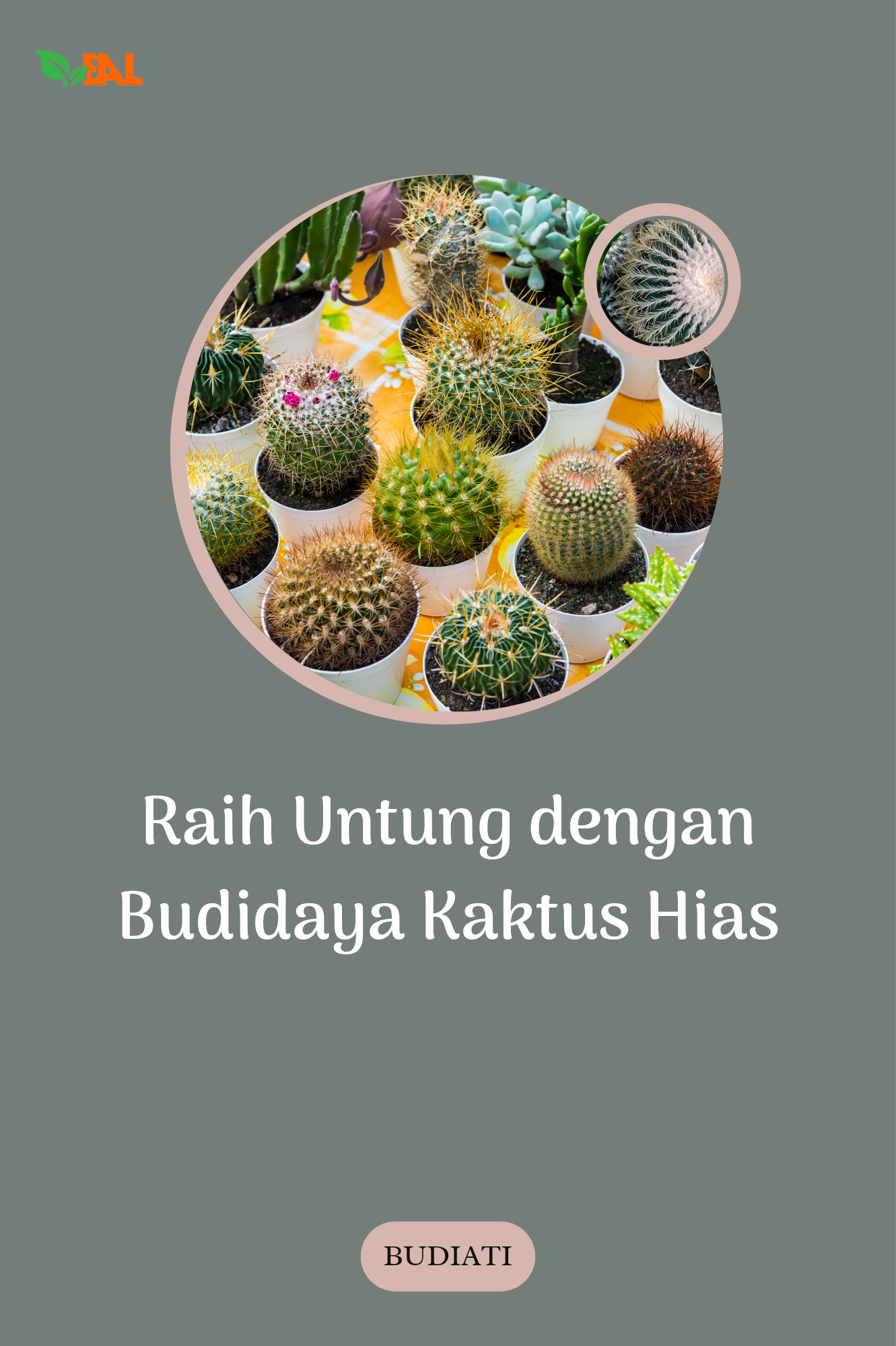 Raih Untung dengan Budidaya Kaktus Hias