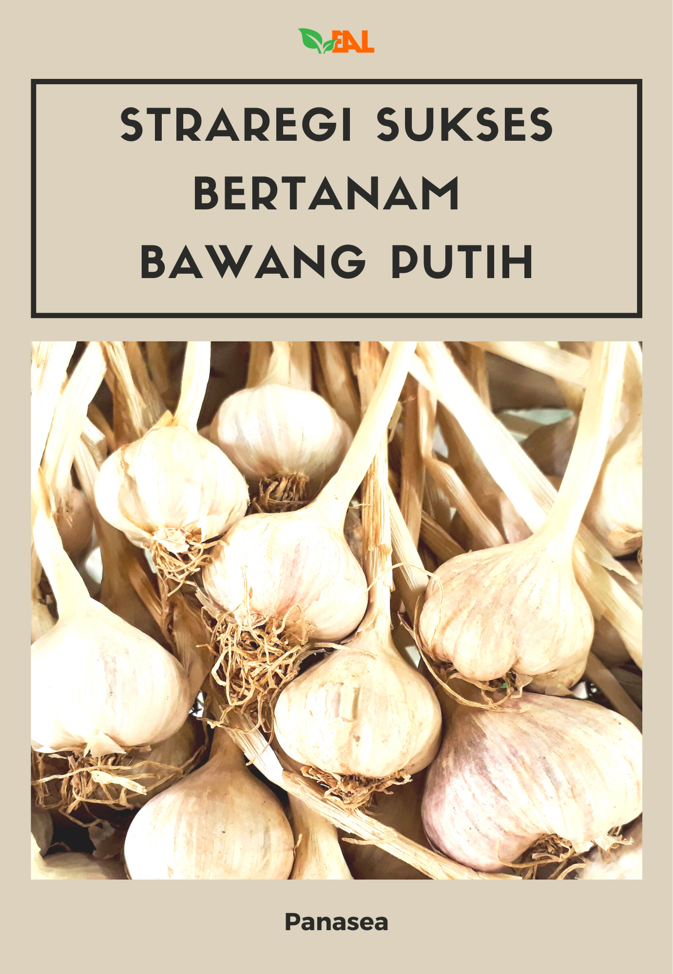 Straregi Sukses Bertanam Bawang Putih