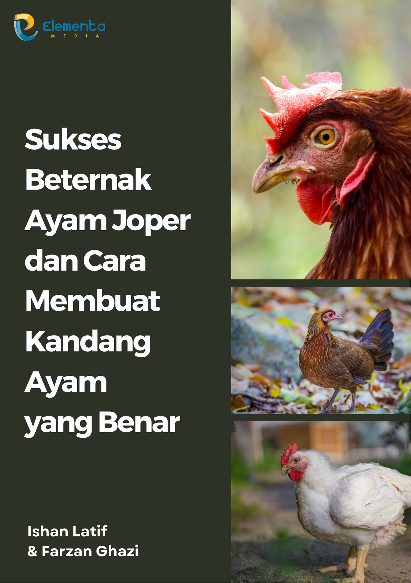 Sukses Beternak Ayam Joper dan Cara Membuat Kandang Ayam yang Benar