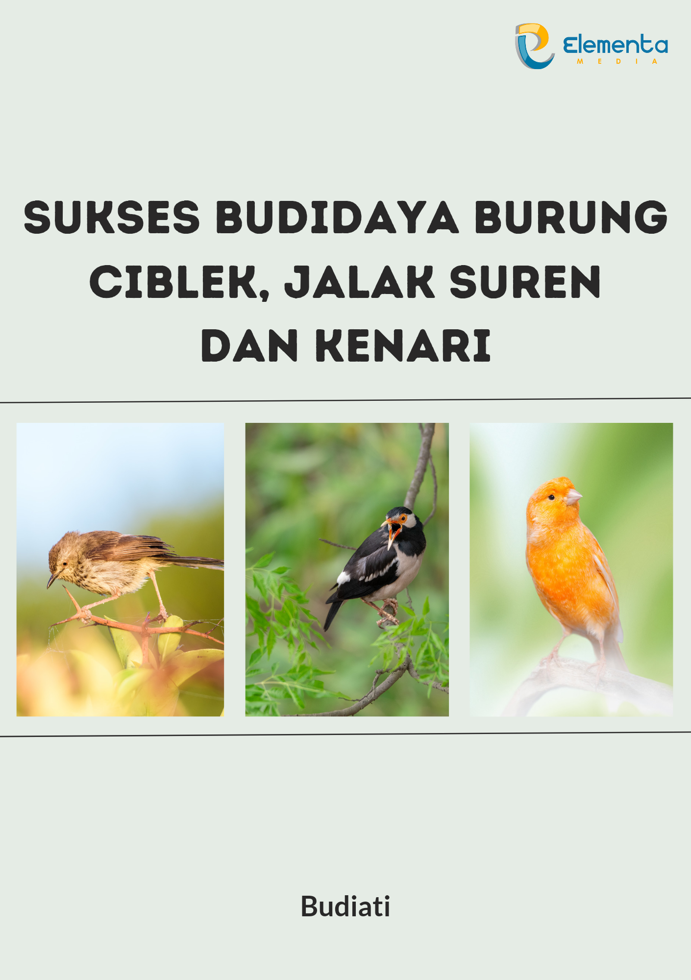 Sukses Budidaya Burung Ciblek, Jalak Suren dan Kenari