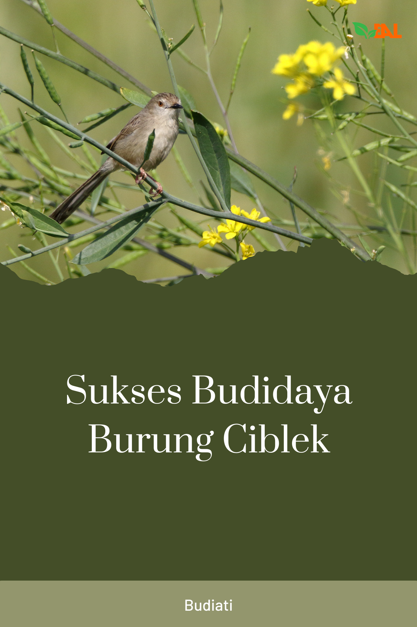 Sukses Budidaya Burung Ciblek