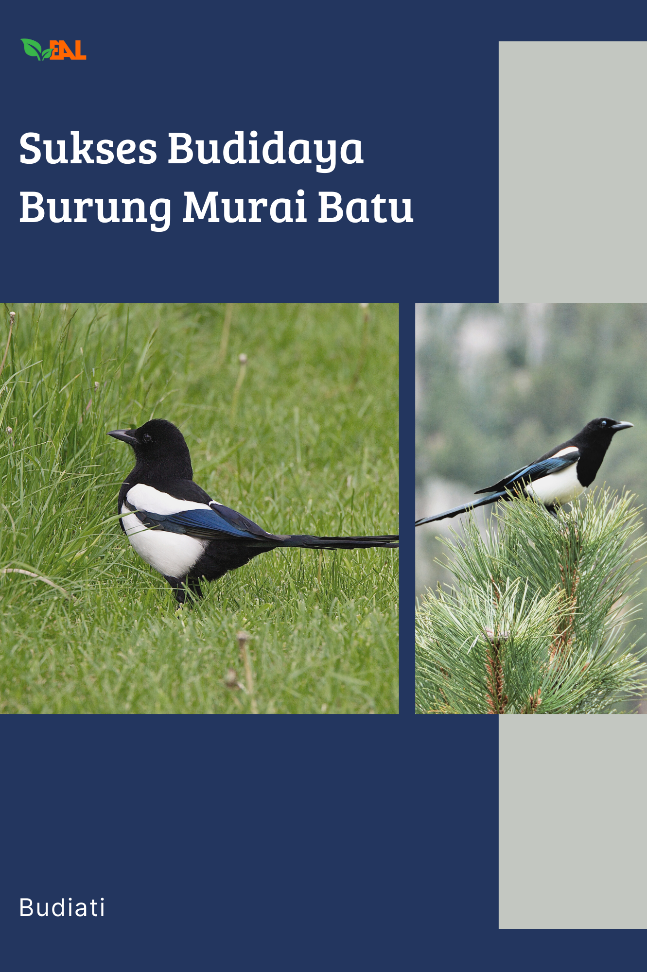 Sukses Budidaya Burung Murai Batu