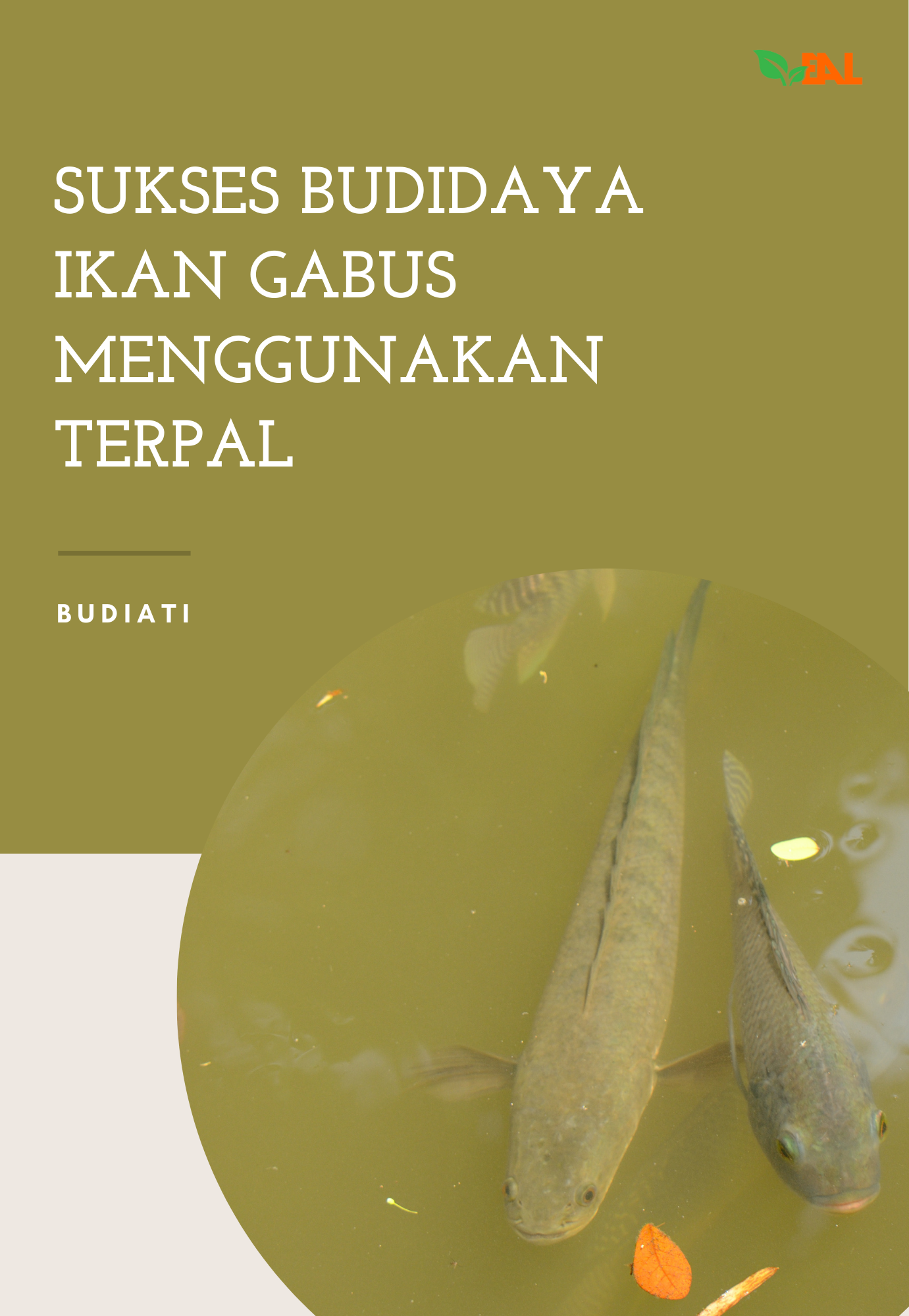 Sukses Budidaya Ikan Gabus Menggunakan Terpal