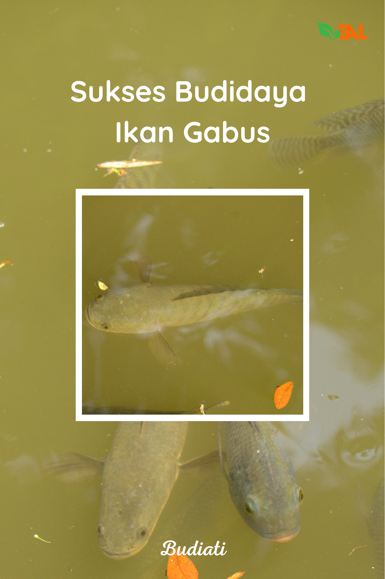 Sukses Budidaya Ikan Gabus