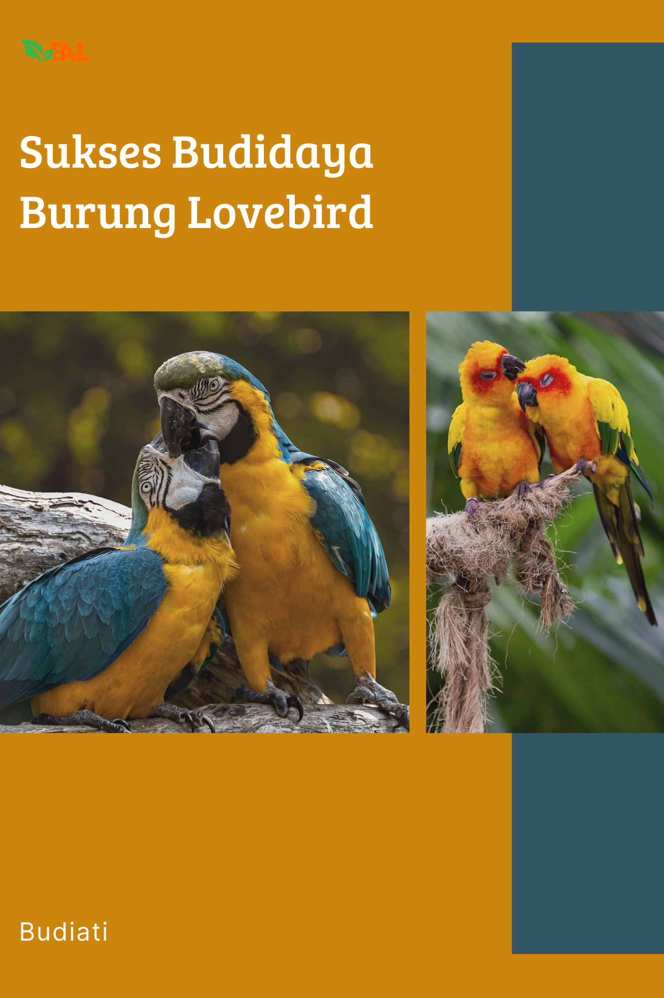 Sukses Budidaya Burung Lovebird