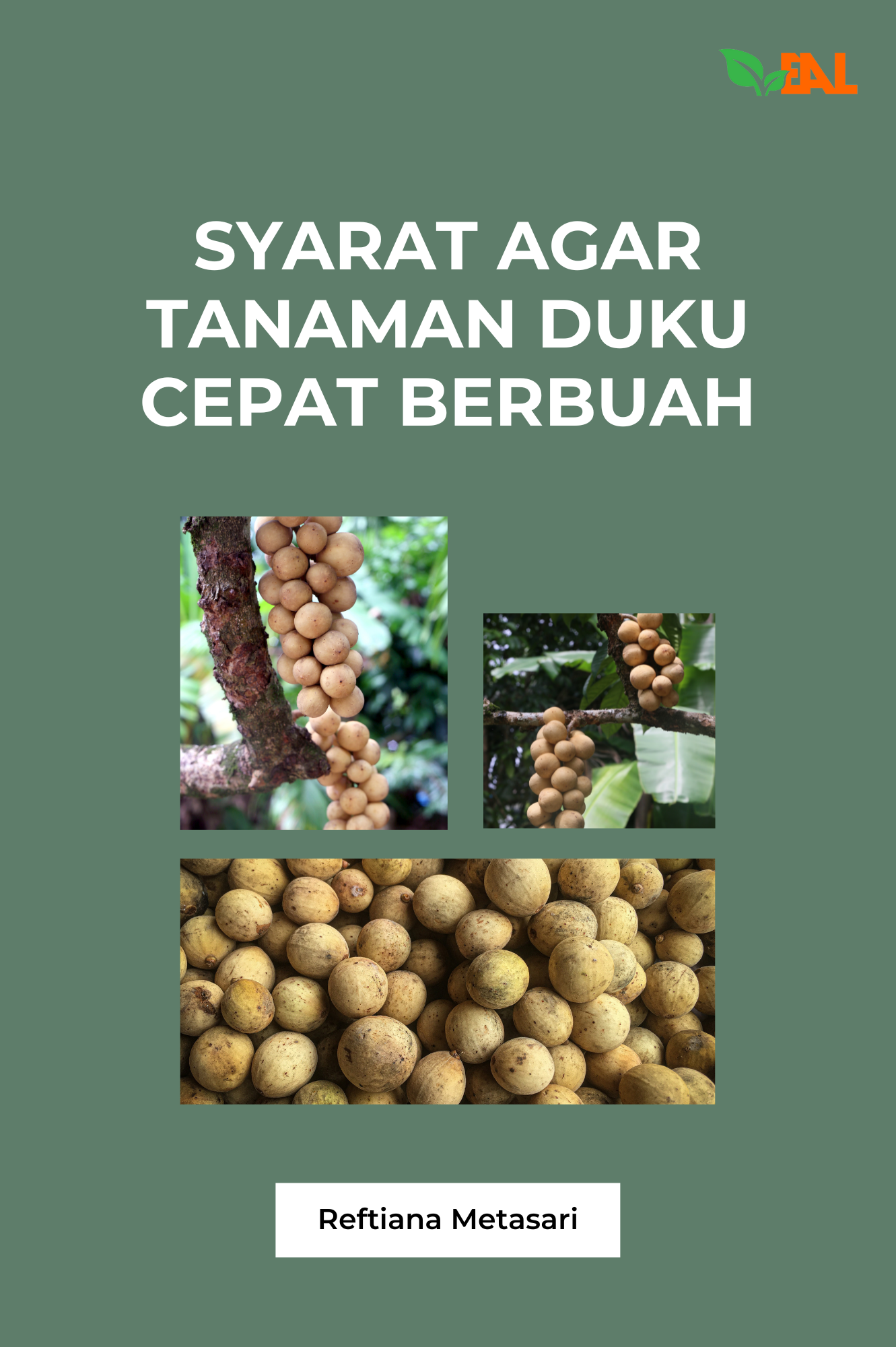 Syarat Agar Tanaman Duku Cepat Berbuah