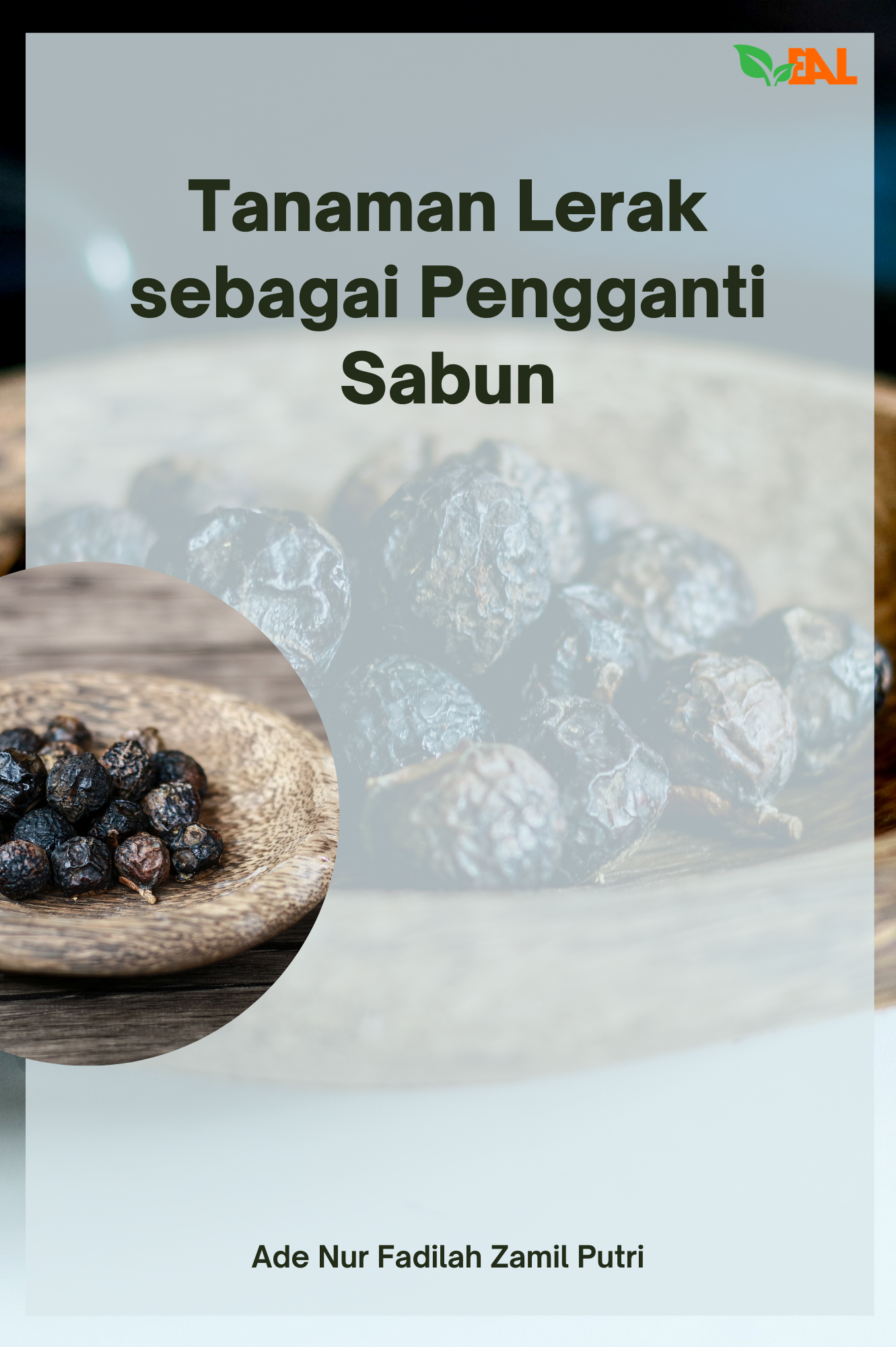 Tanaman Lerak Sebagai Pengganti Sabun