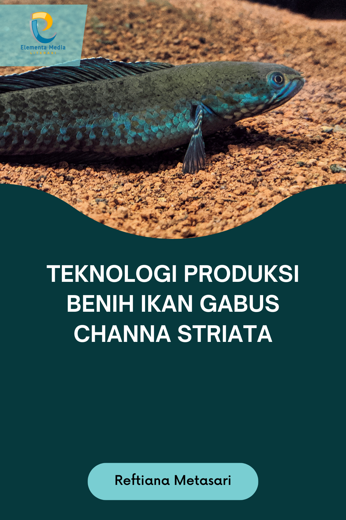 Teknologi Produksi Benih Ikan Gabus Channa striata