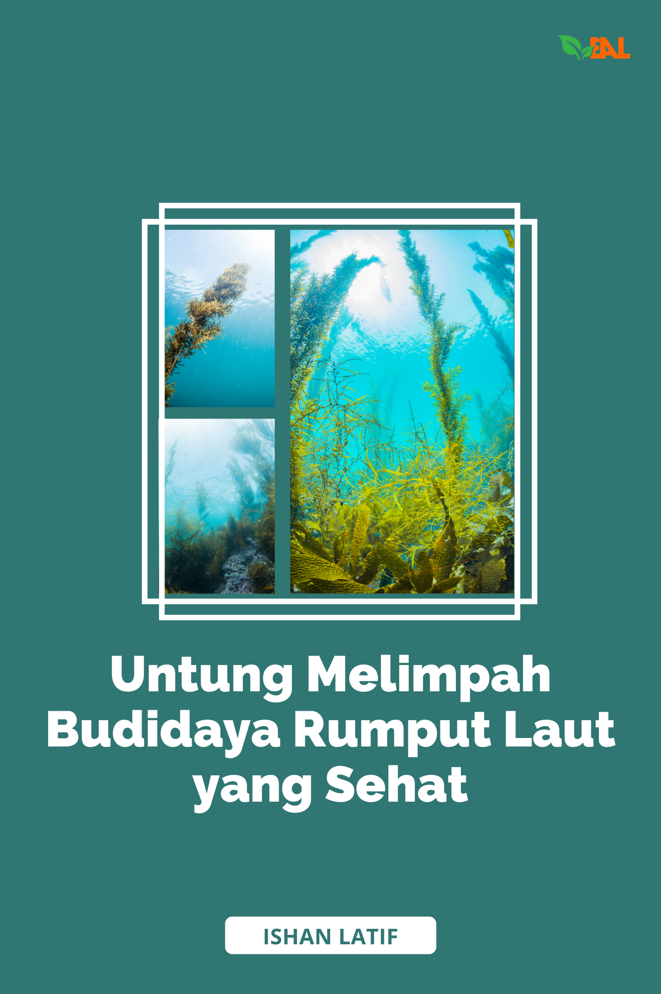 Untung Melimpah Budidaya Rumput Laut yang Sehat