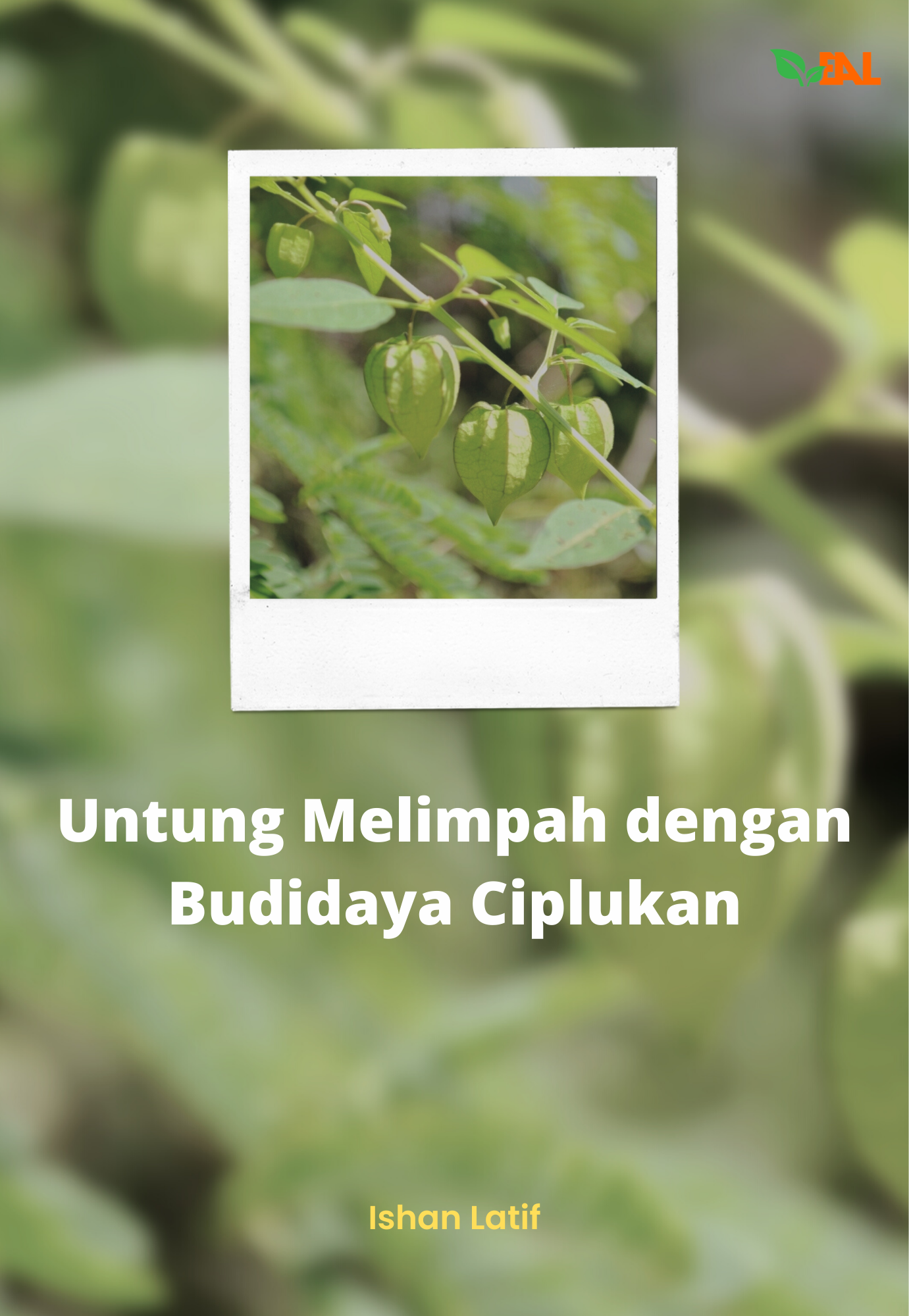 Untung Melimpah dengan Budidaya Ciplukan