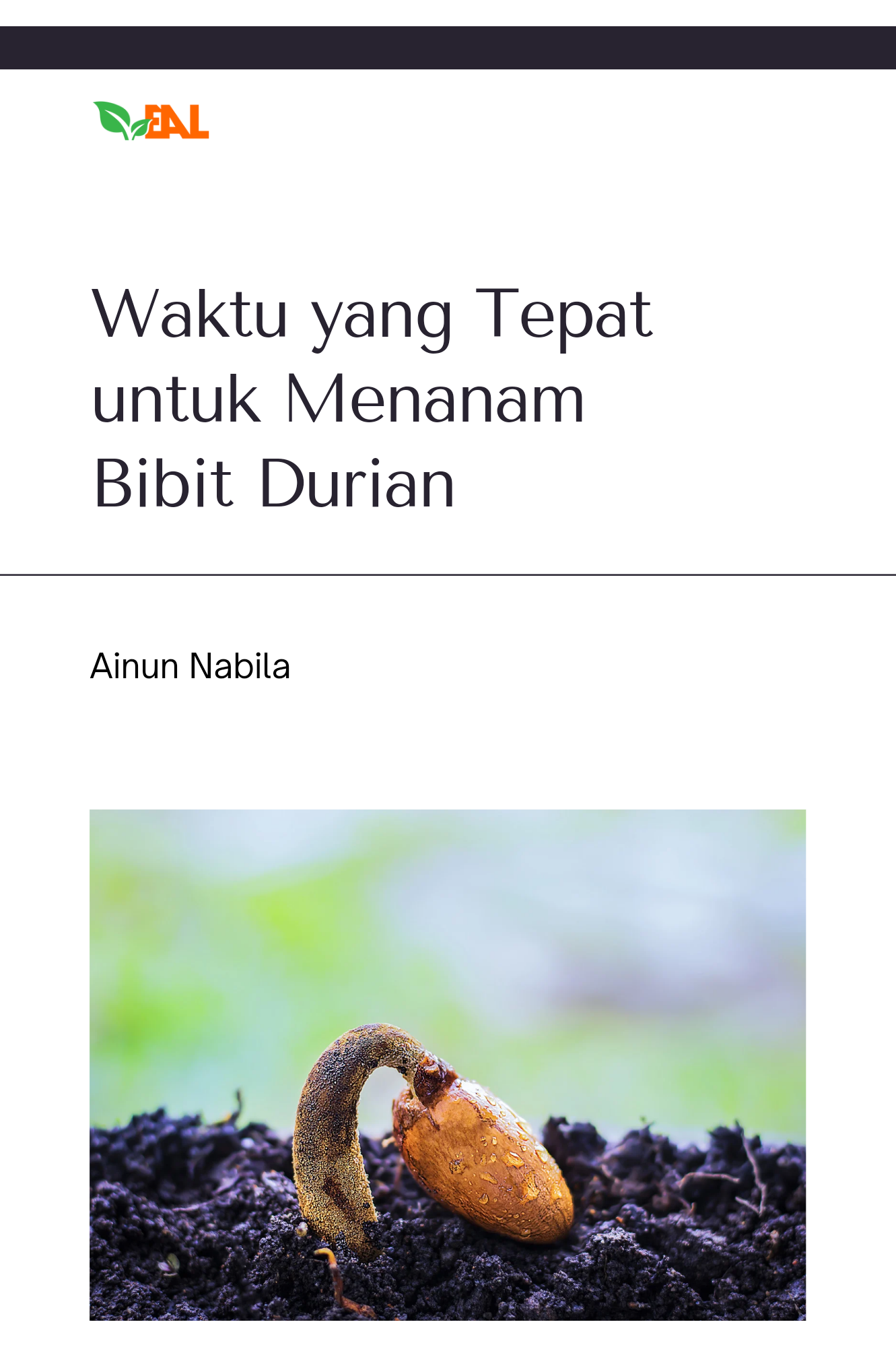 Waktu yang Tepat untuk Menanam Bibit Durian